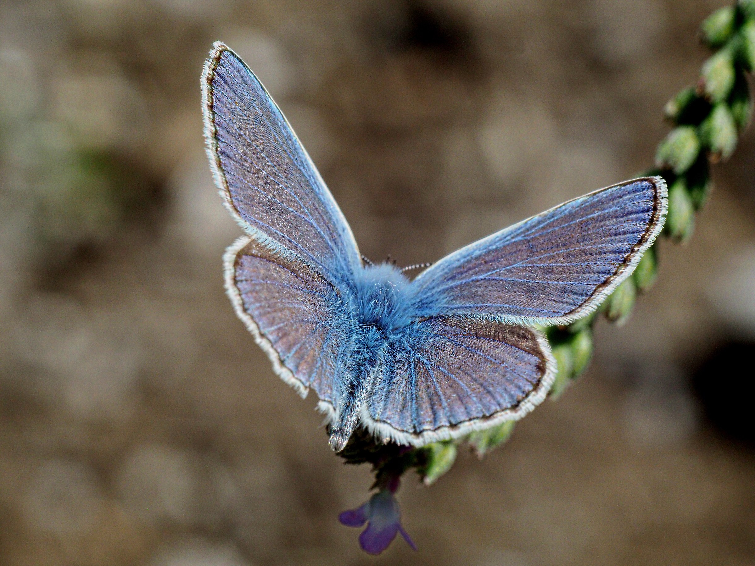 Different perspectives for the same butterfly