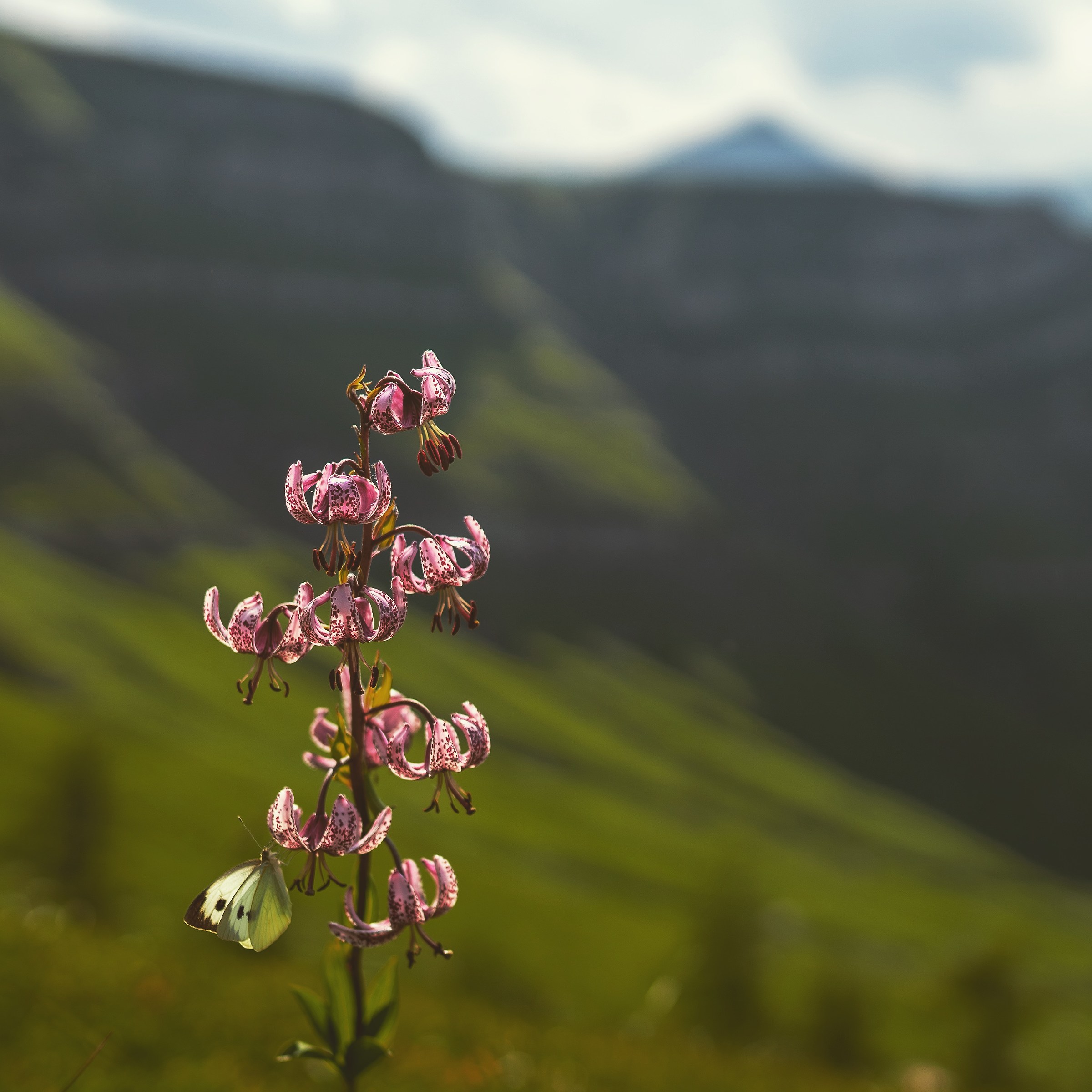 orchidea selvatica, corno alle scale