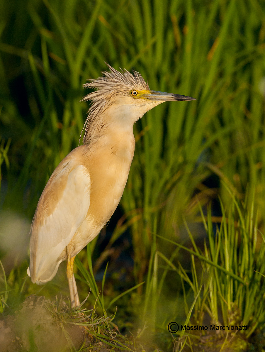 Qualcuno ha un pettine?