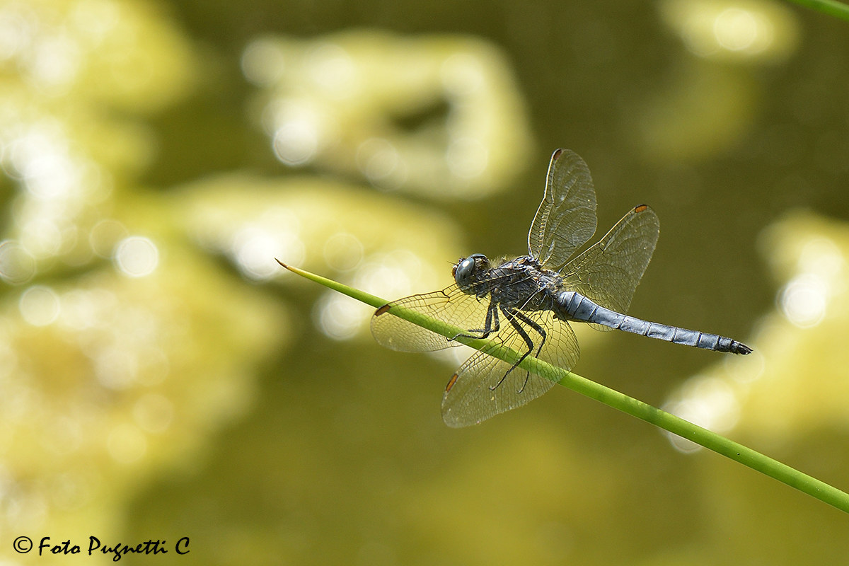 Dragonfly