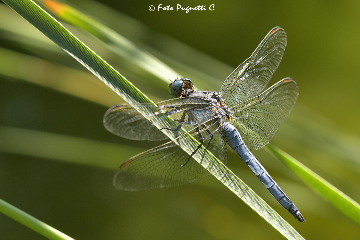 Dragonfly