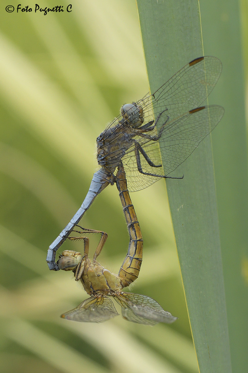 Dragonflies