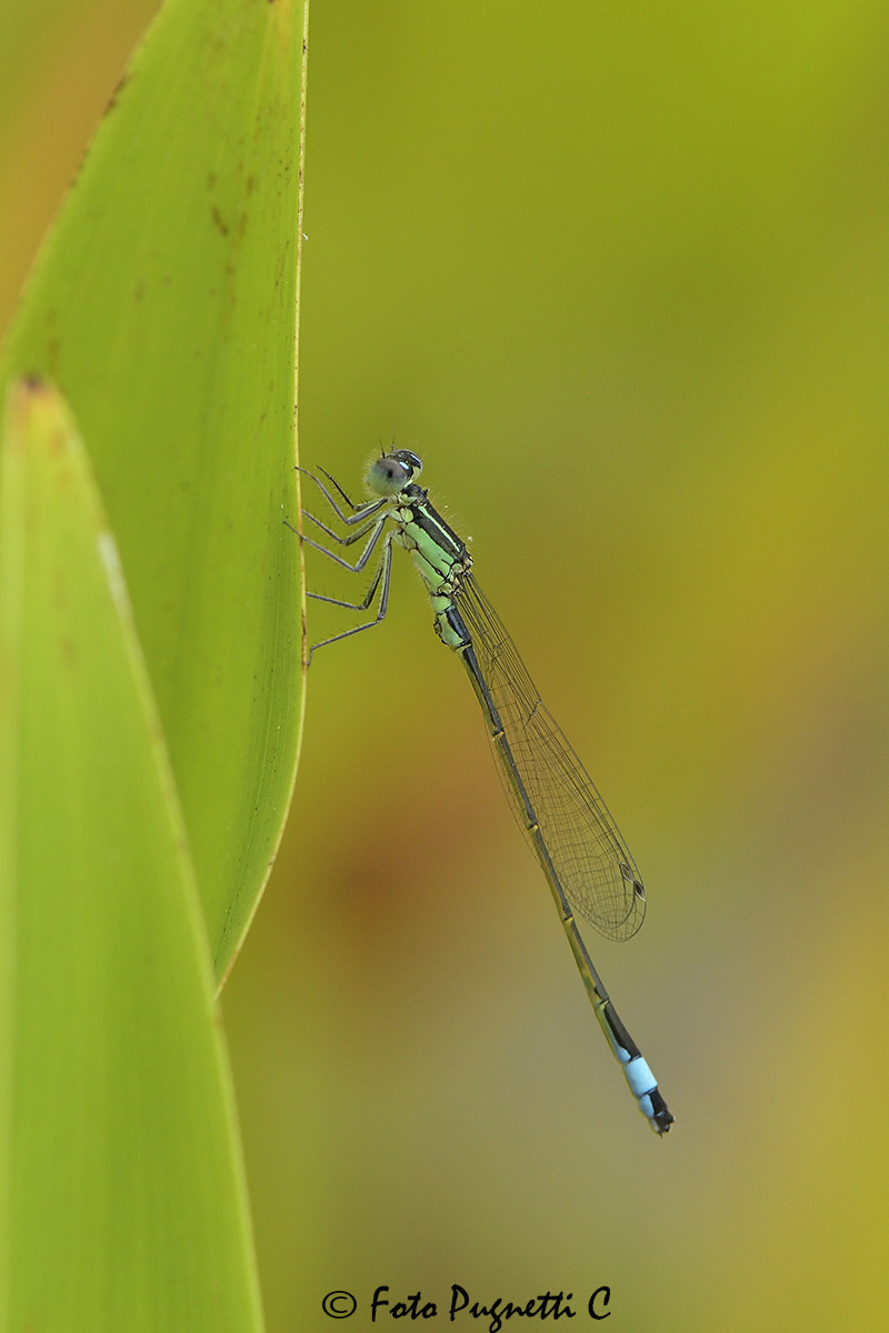 Dragonfly