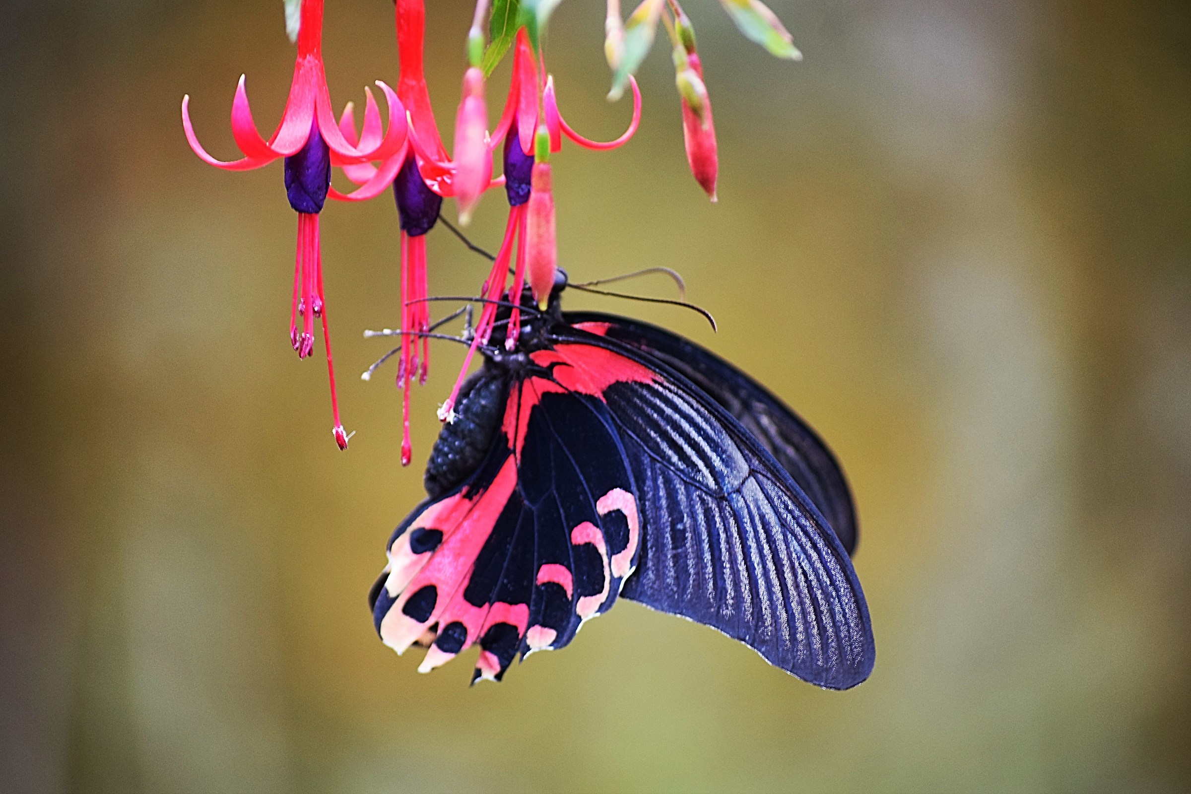 Heliconius Passiflora