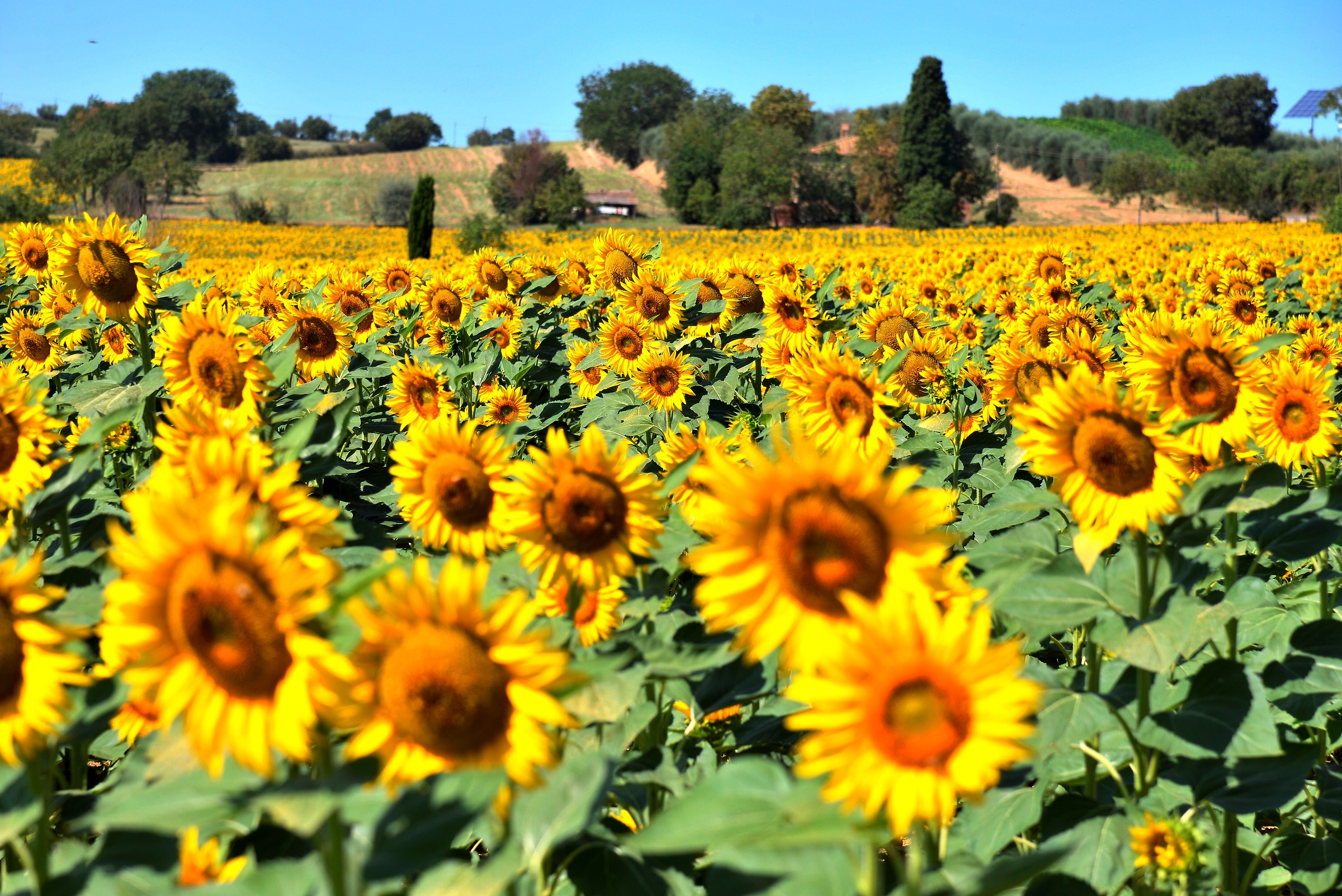 Sunflowers in Val d'orcia