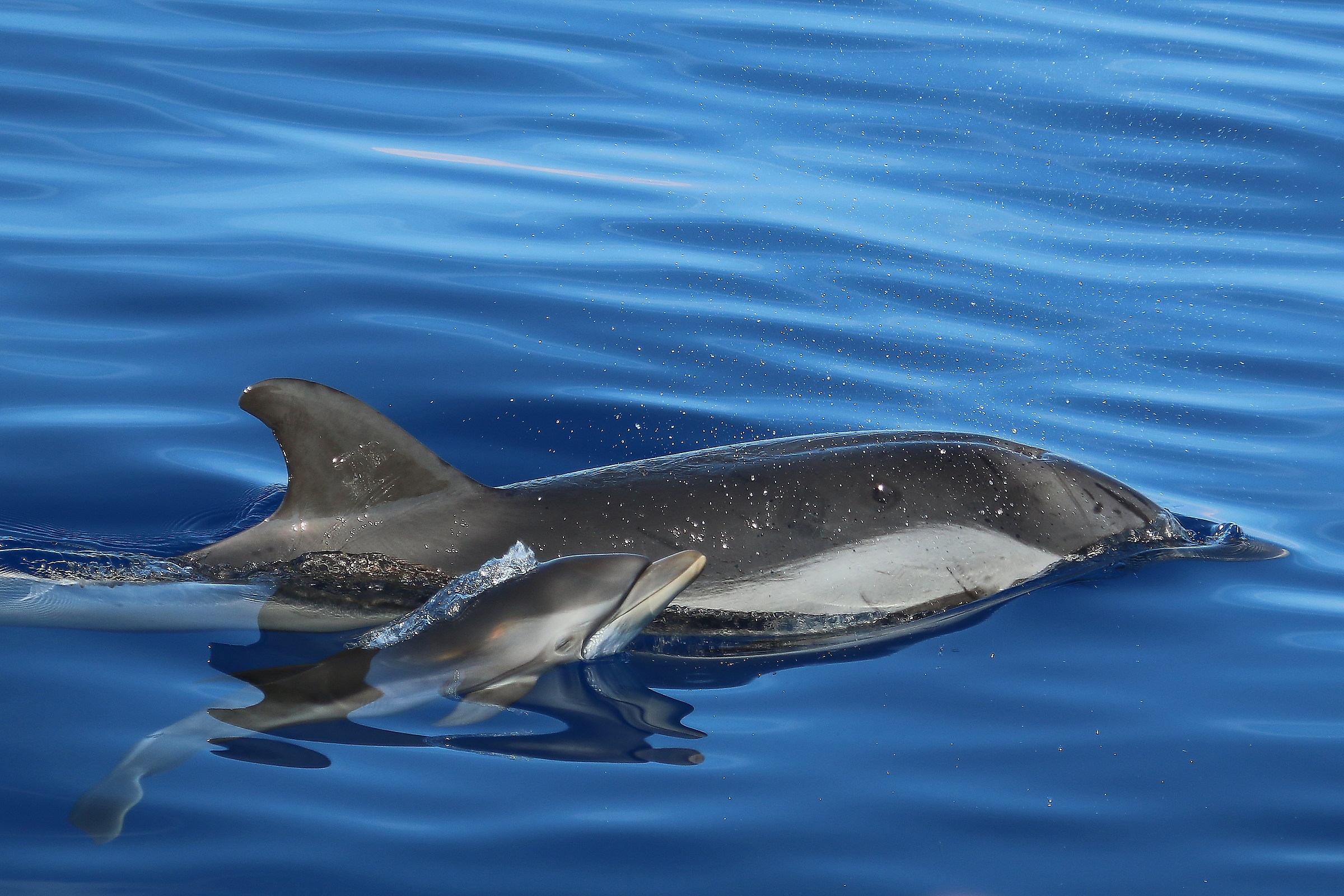 Stenella con piccolo
