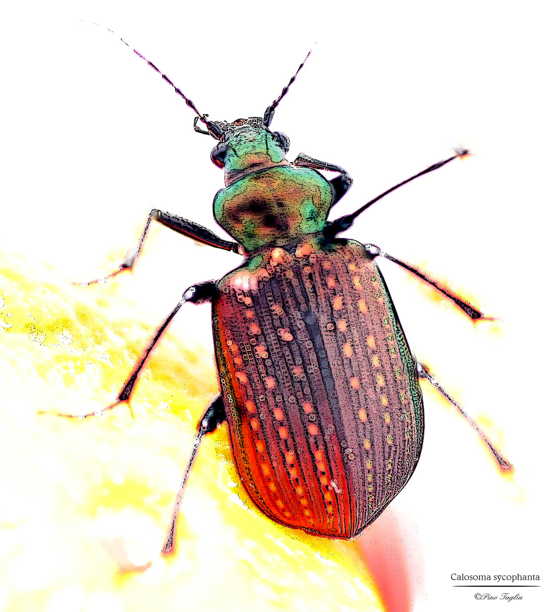 Calosoma sycophanta