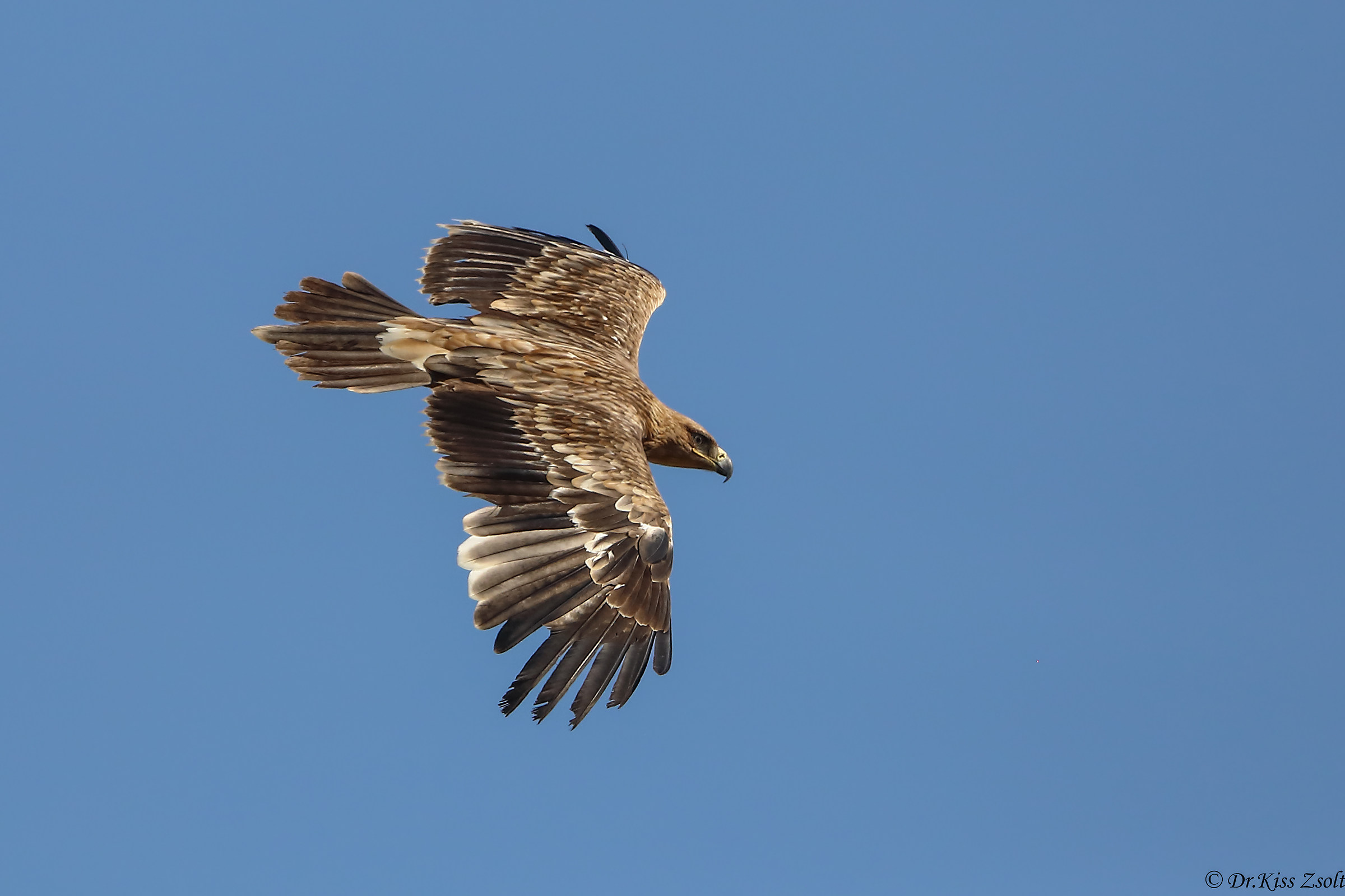 Aquila imperiale giovanile