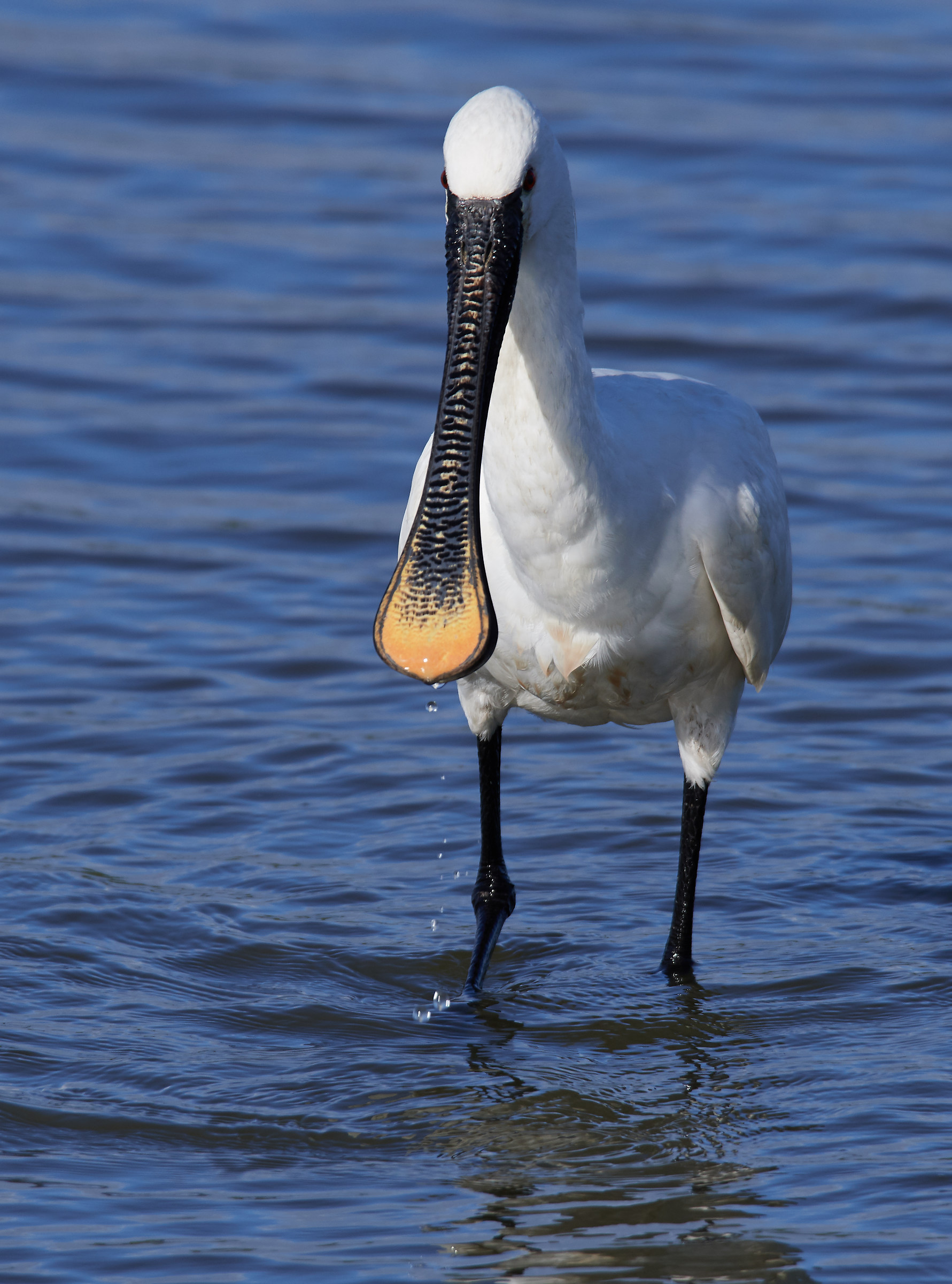 Pelican. Nikon D500 Tamron150-600 f 7.1 ISO 800 1/1250 6