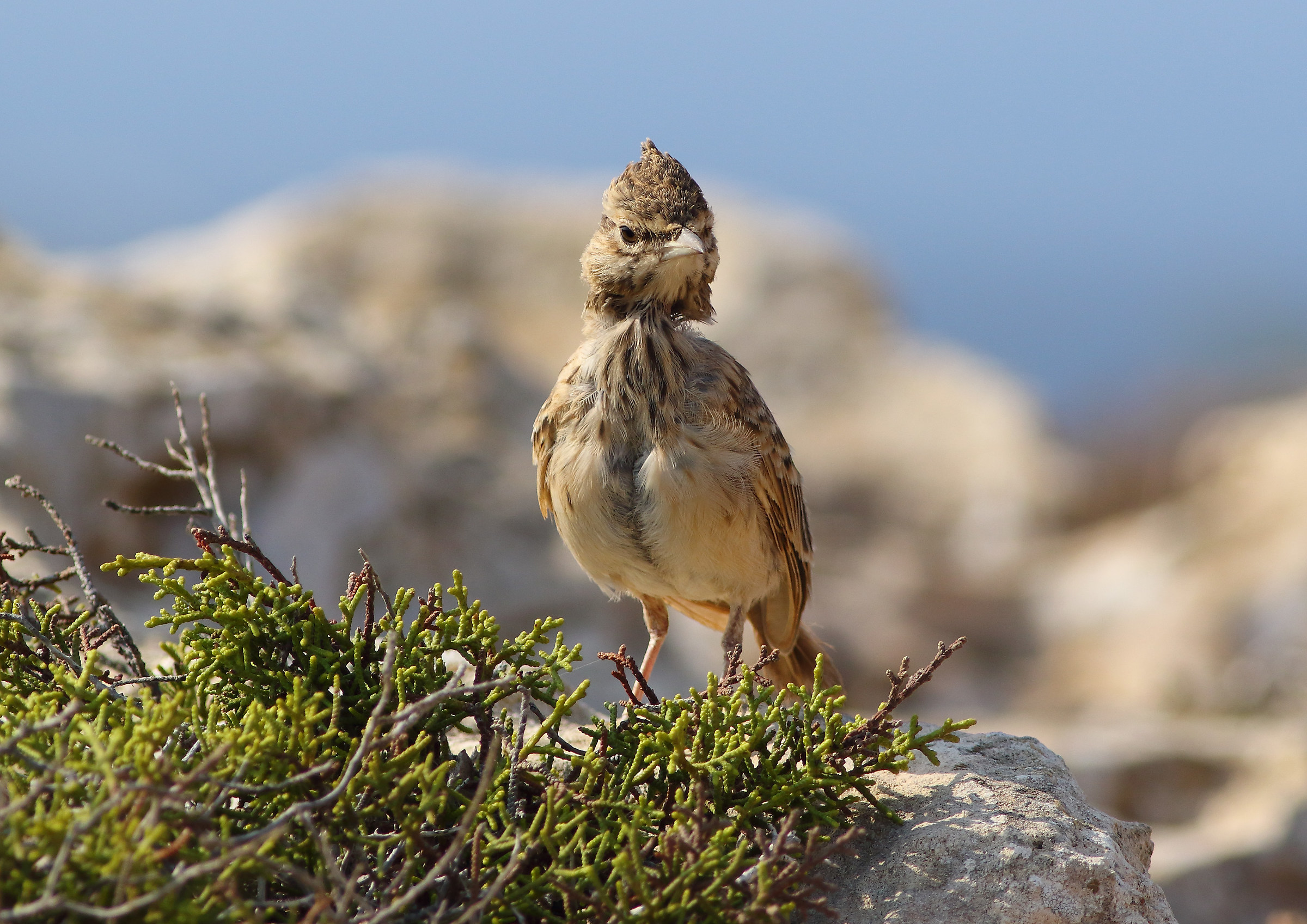 Juv. Chaptie of Cyprus