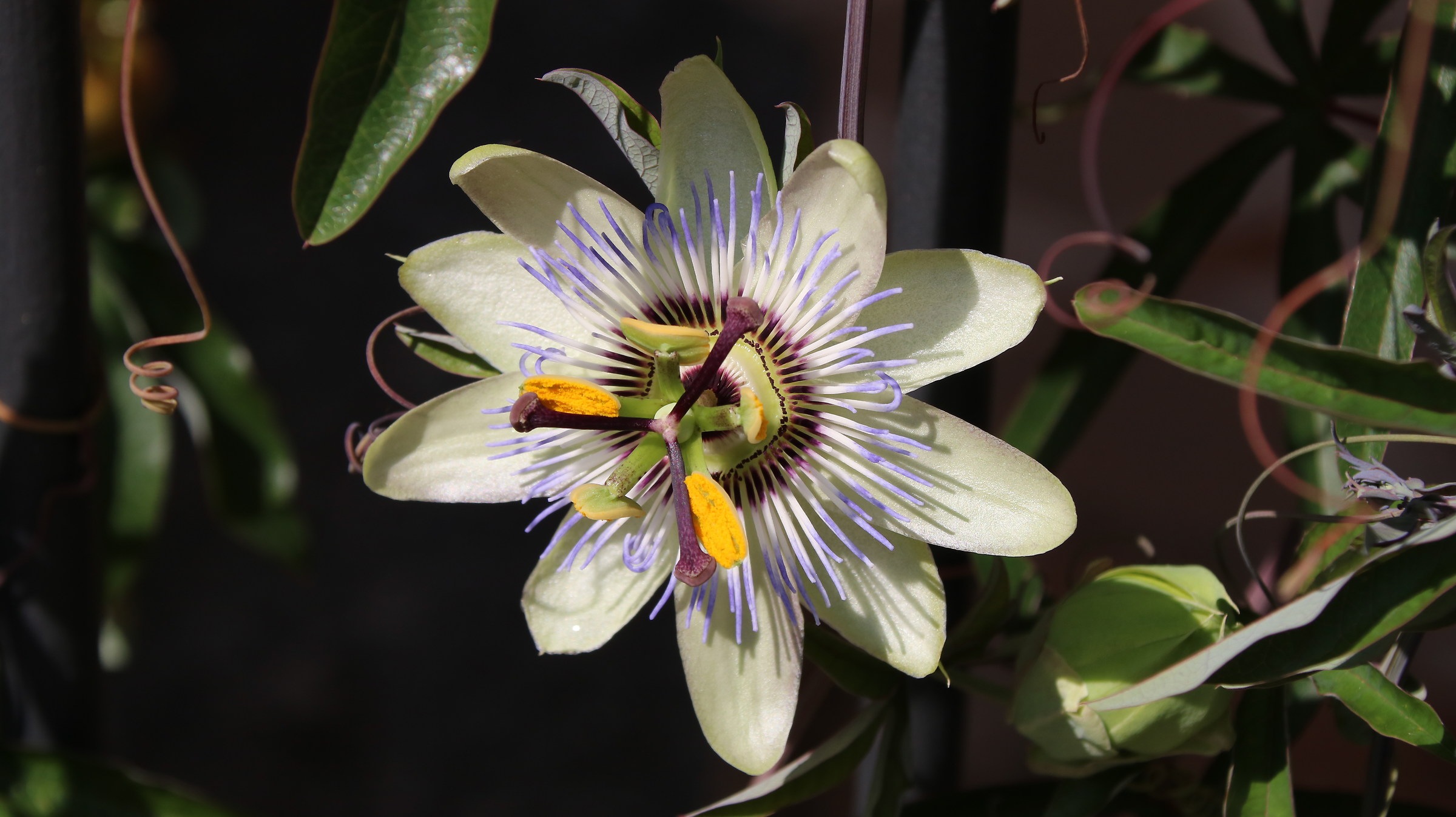 Passiflora 3
