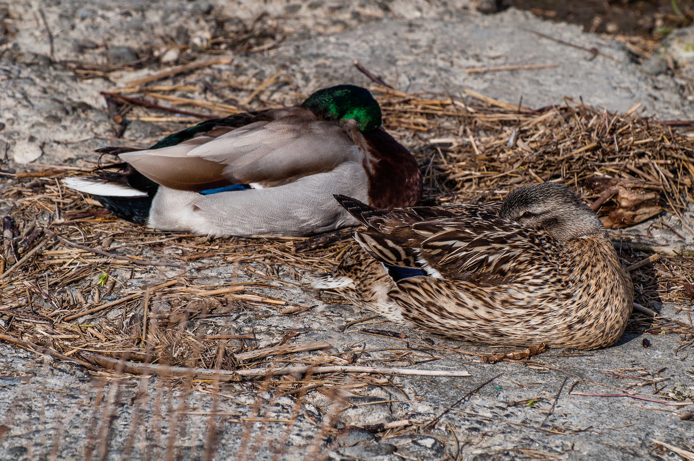 What are you staring at?