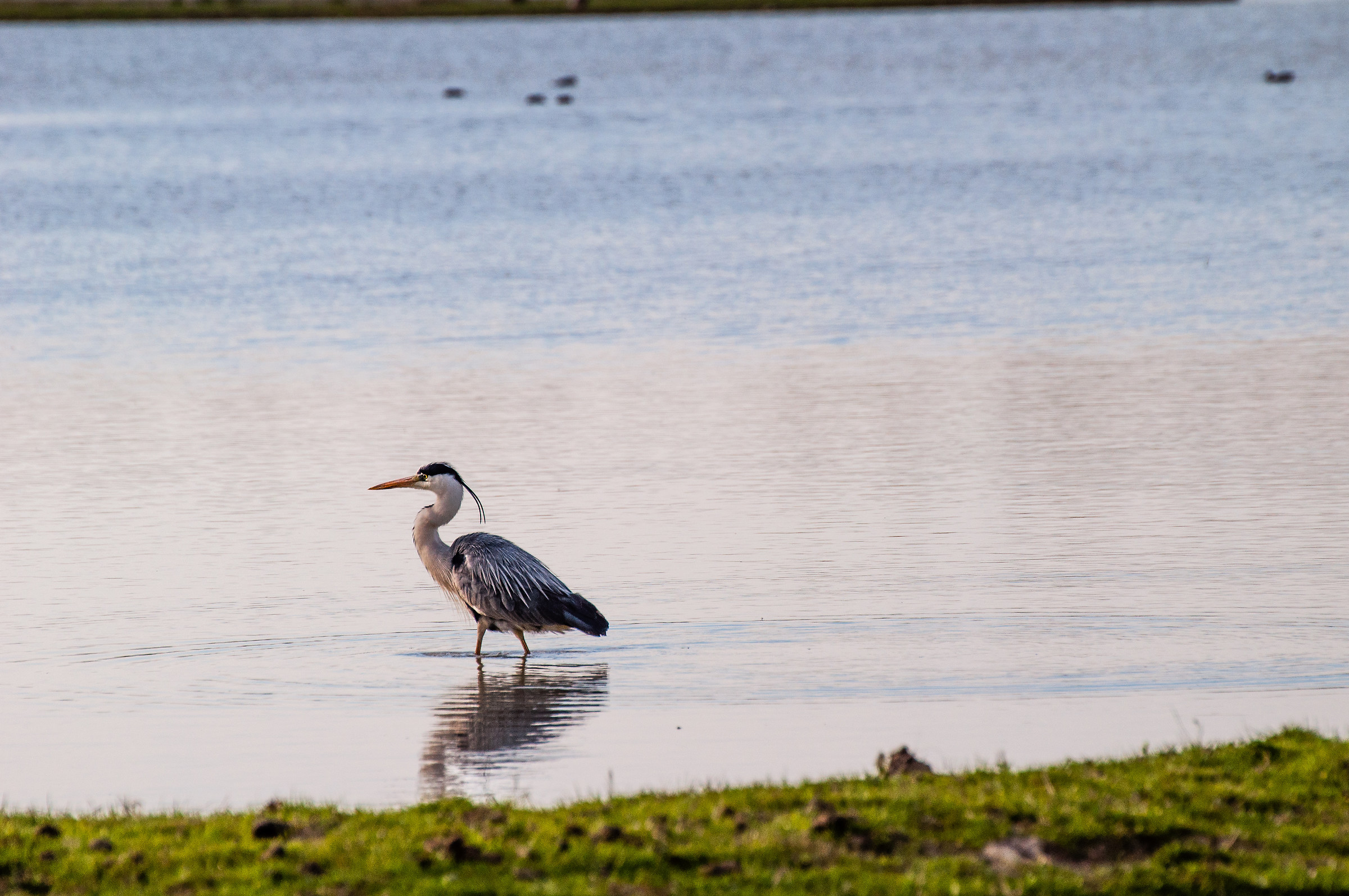 Grey Heron