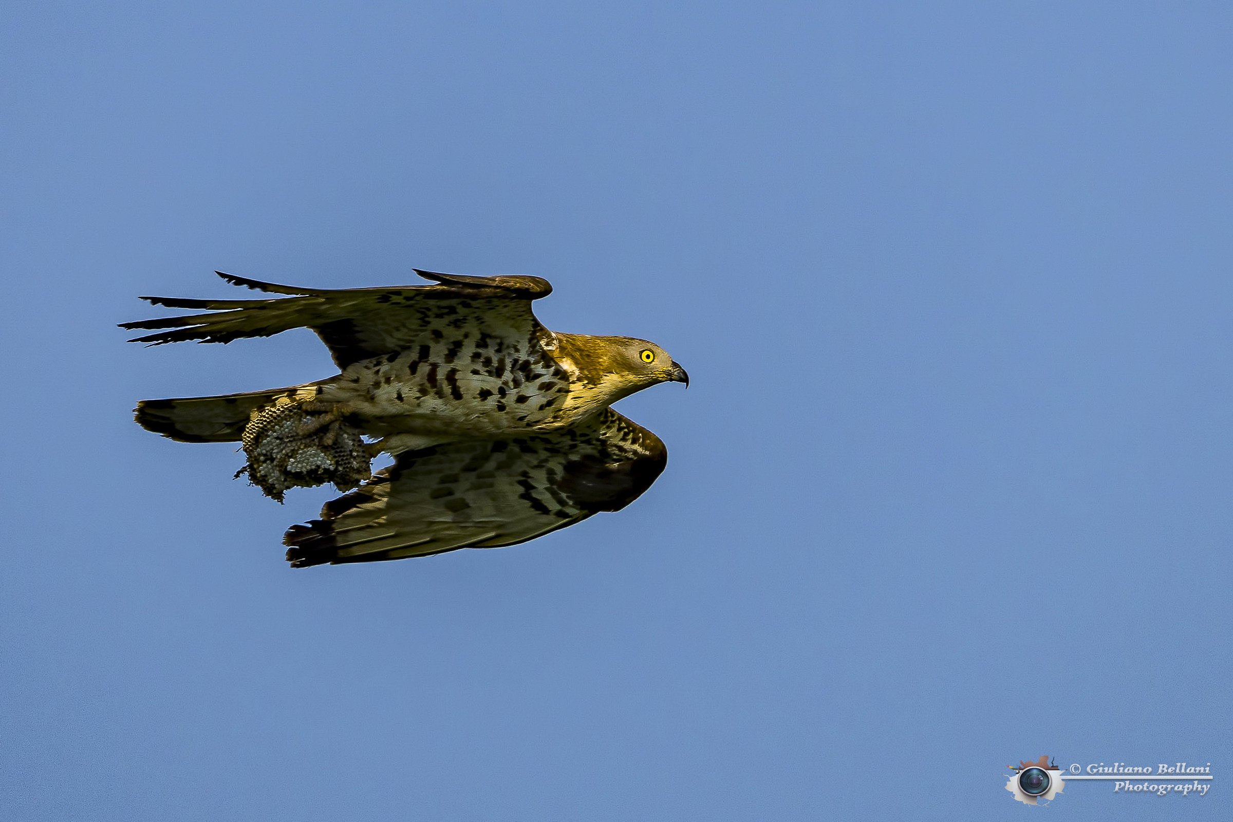 Falco Pecchiaiolo Maschio con favo.