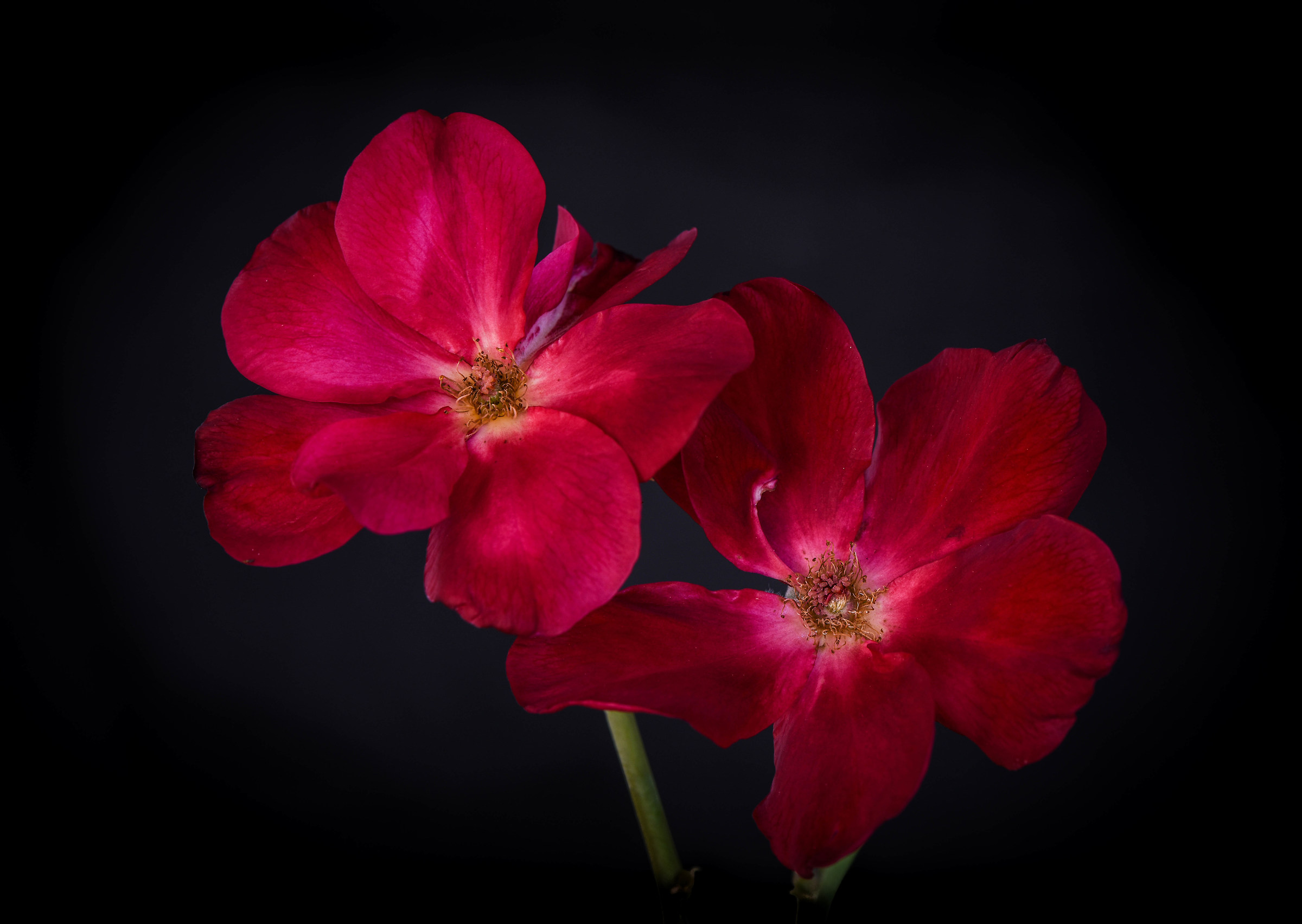 Rosa Chinensis rossa.