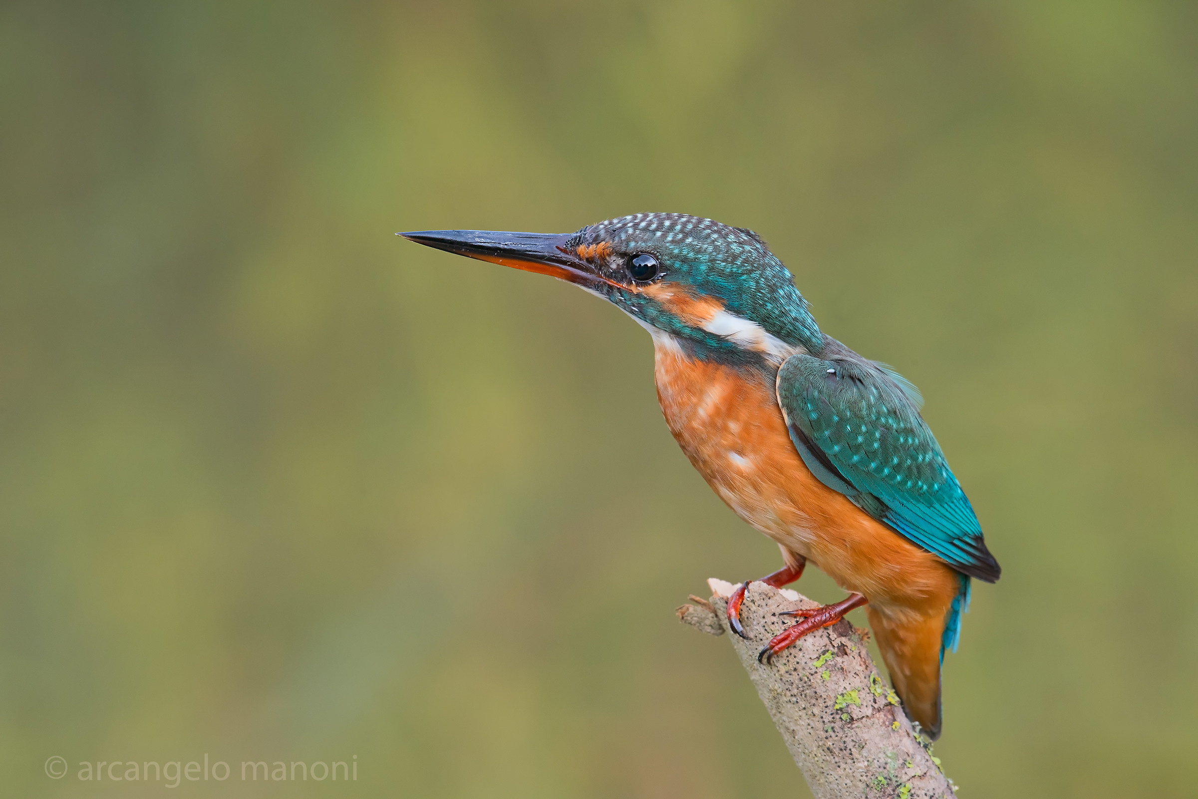 In the sign of yellow