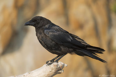 Corvus brachyrhynchos