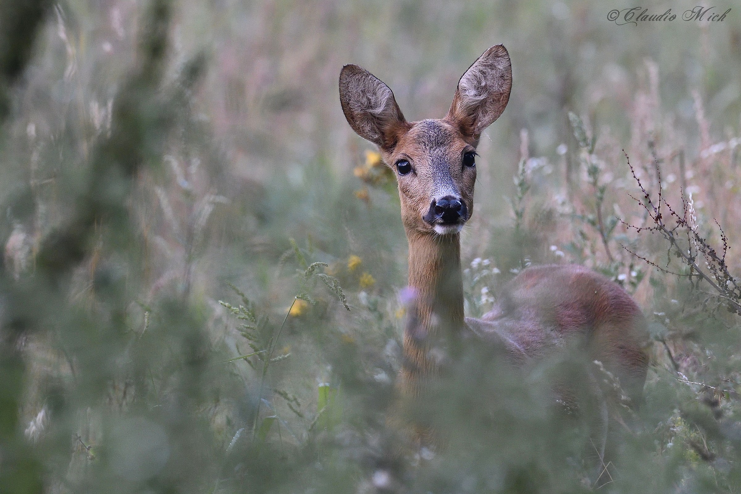 Incontro mattutino. Femmina di capriolo