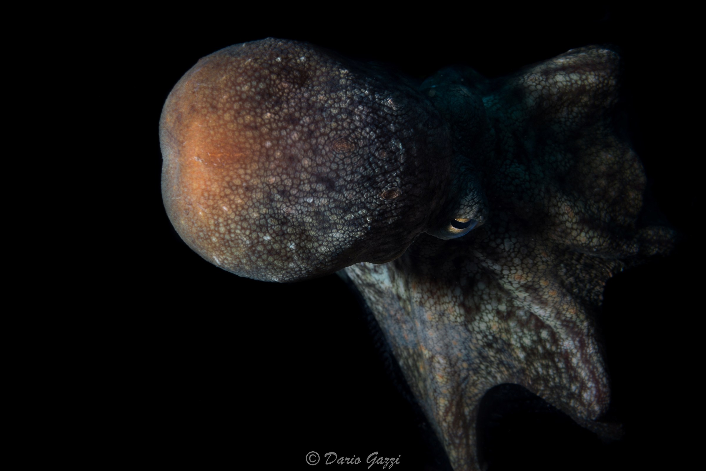 An unexpected octopus