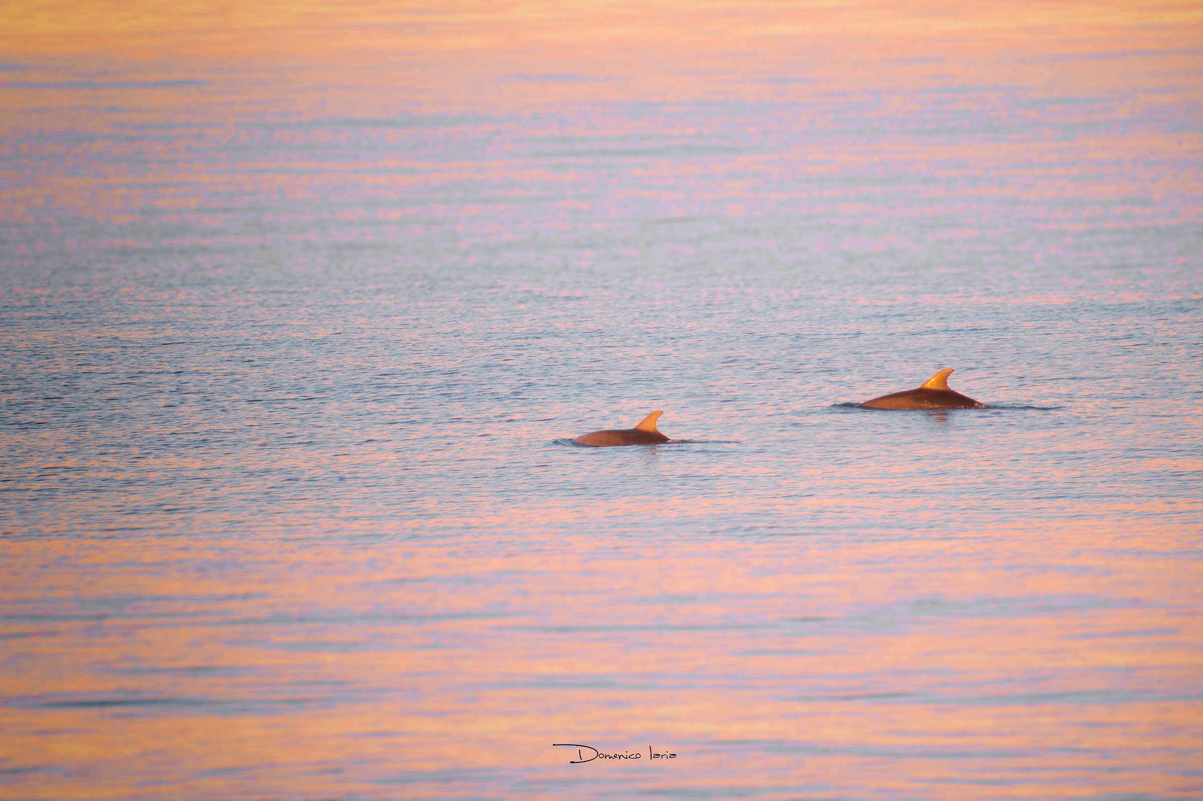 giocando a nascondino