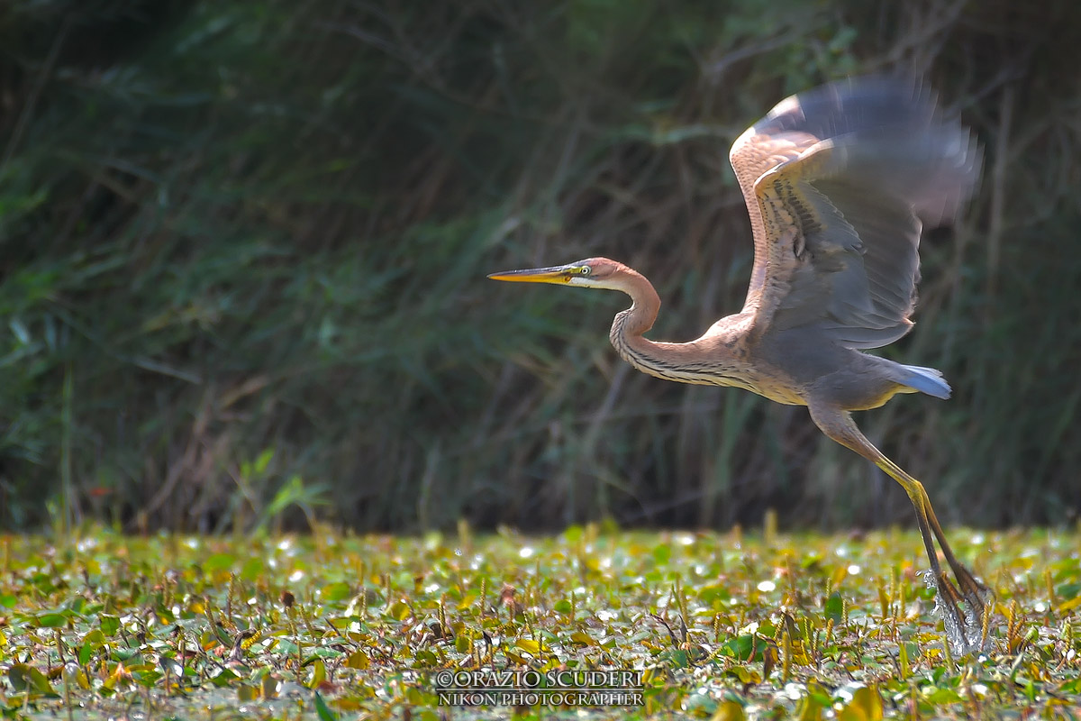 Ardea purpurea