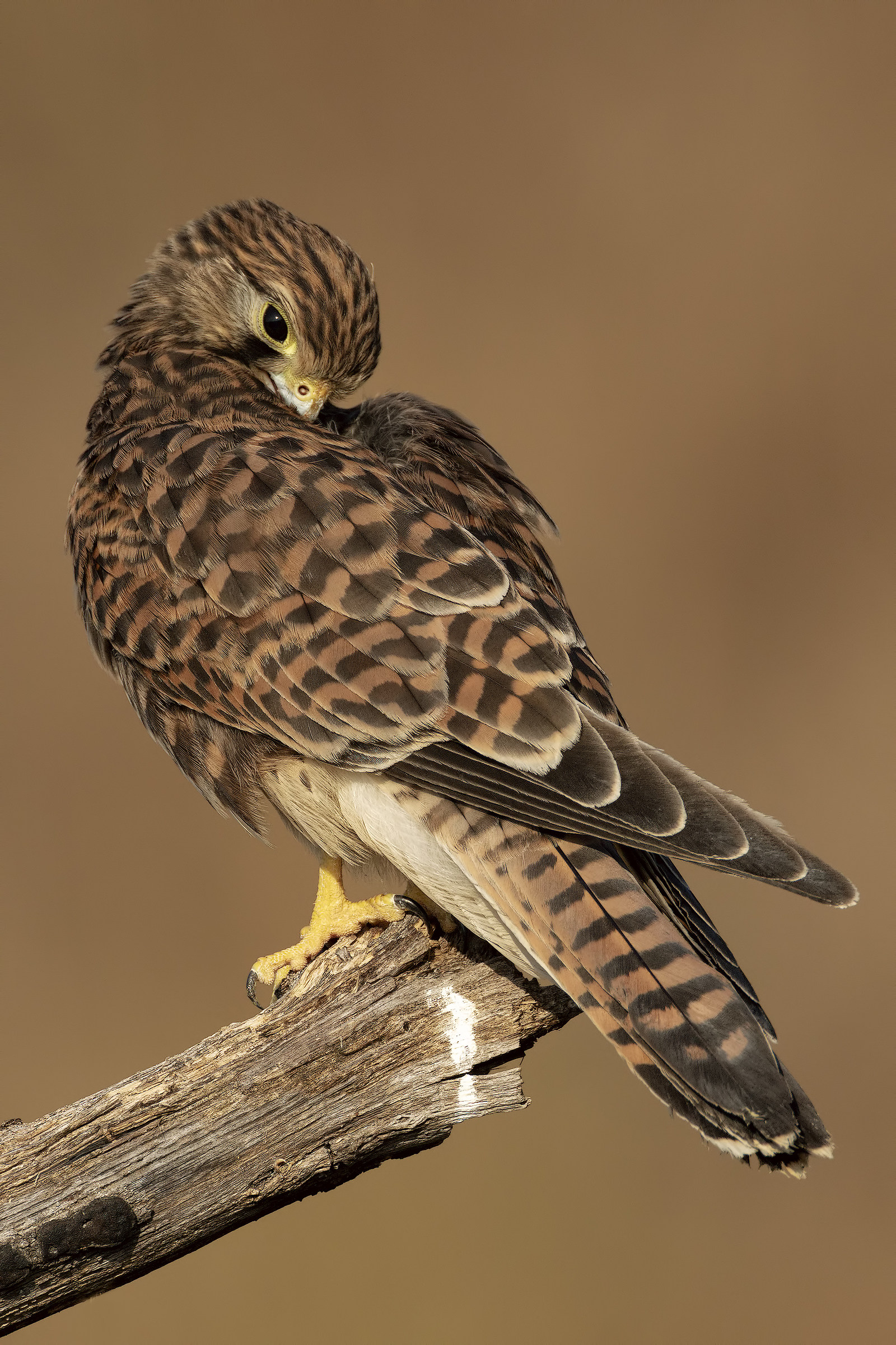 Kestrel