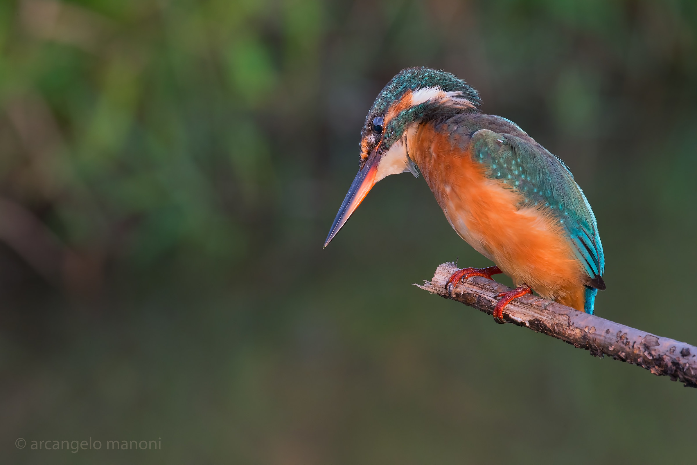 In his eyes the world in his beak the lethal weapon!