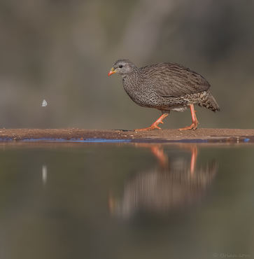 Francolinus natalensis