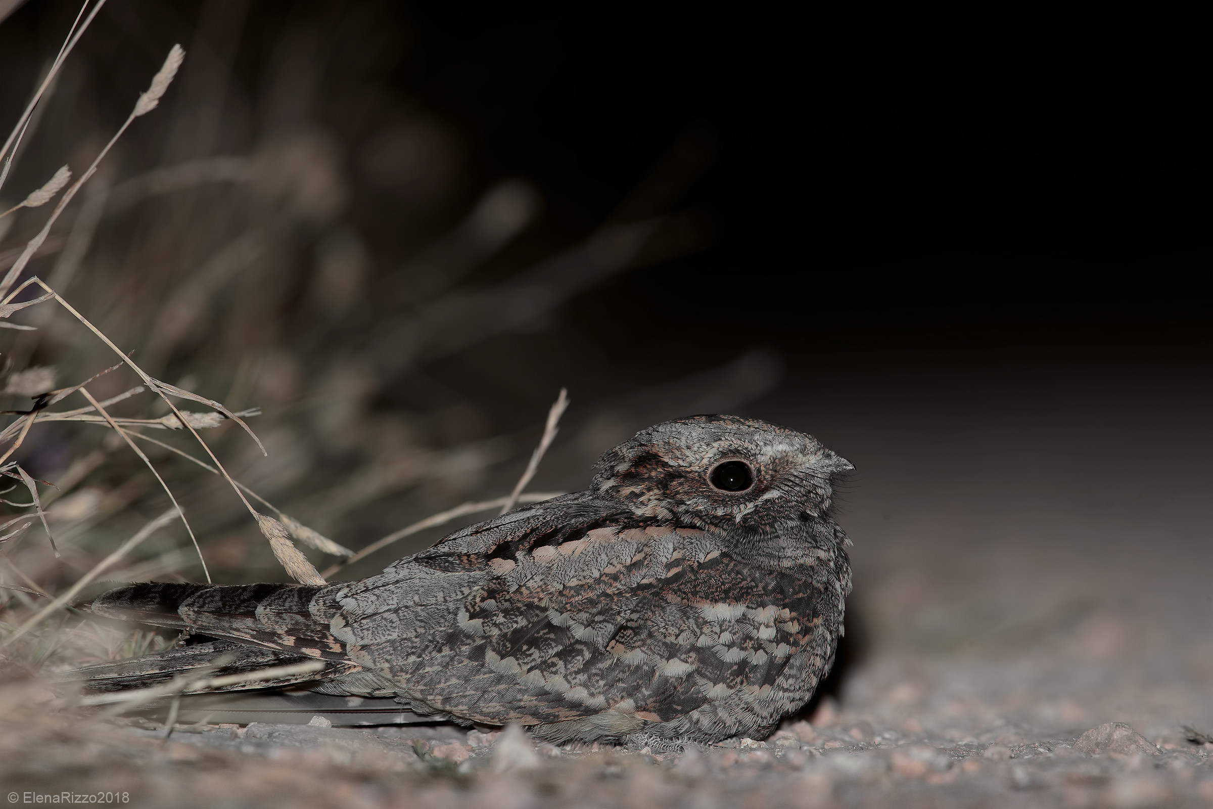 Nightjar