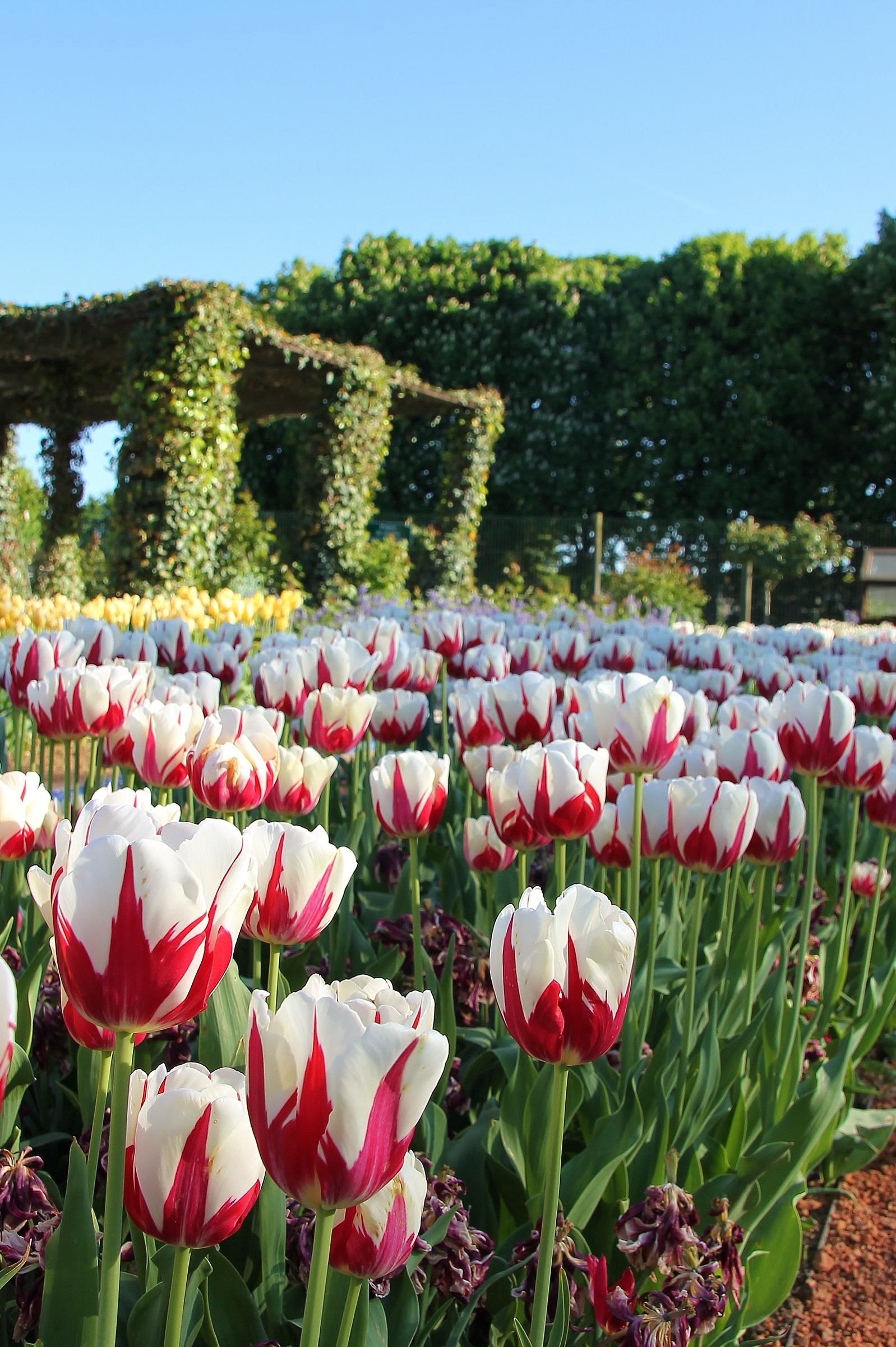 Tulips in France