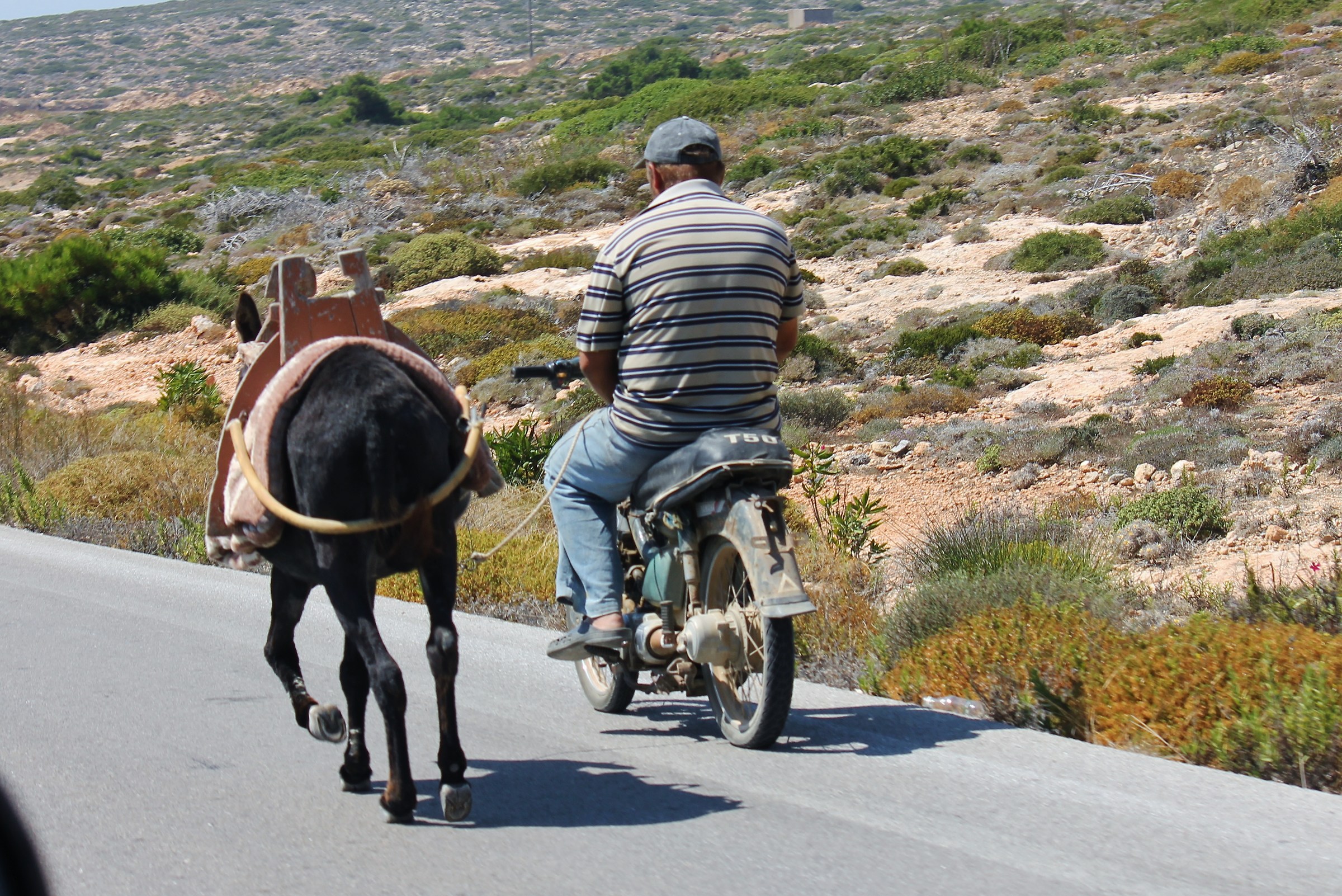 Walking With the donkey
