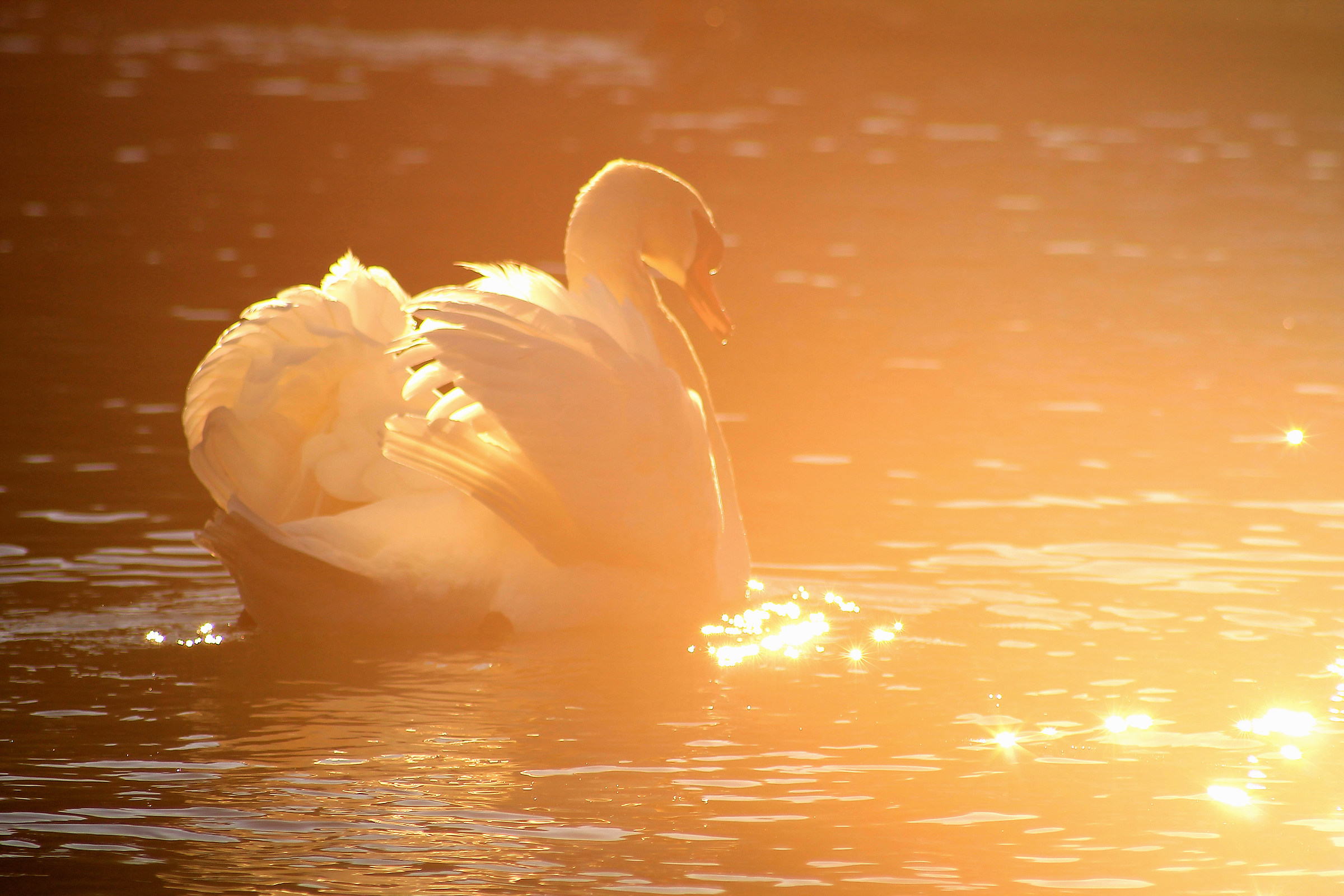La danza nel sole ...