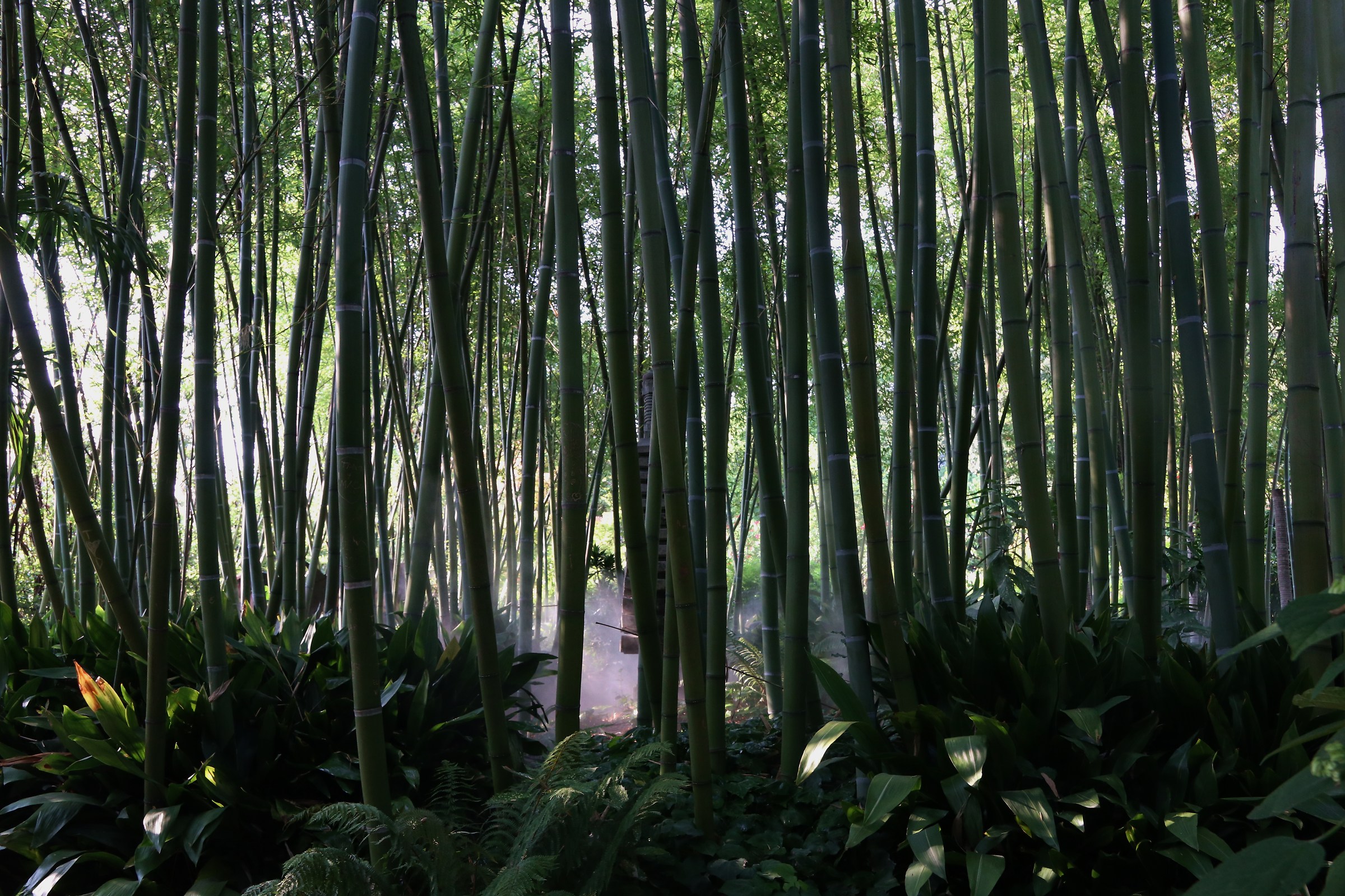 Bamboo