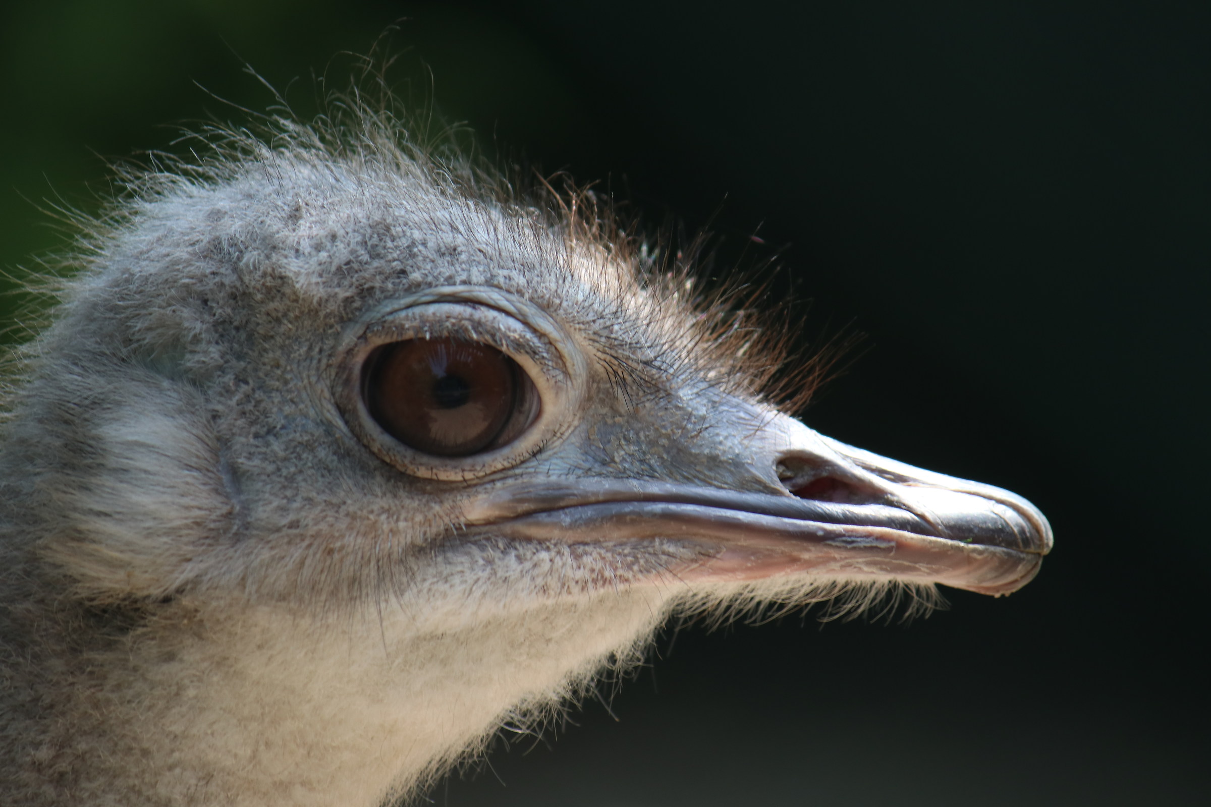 The eye of the ostrich
