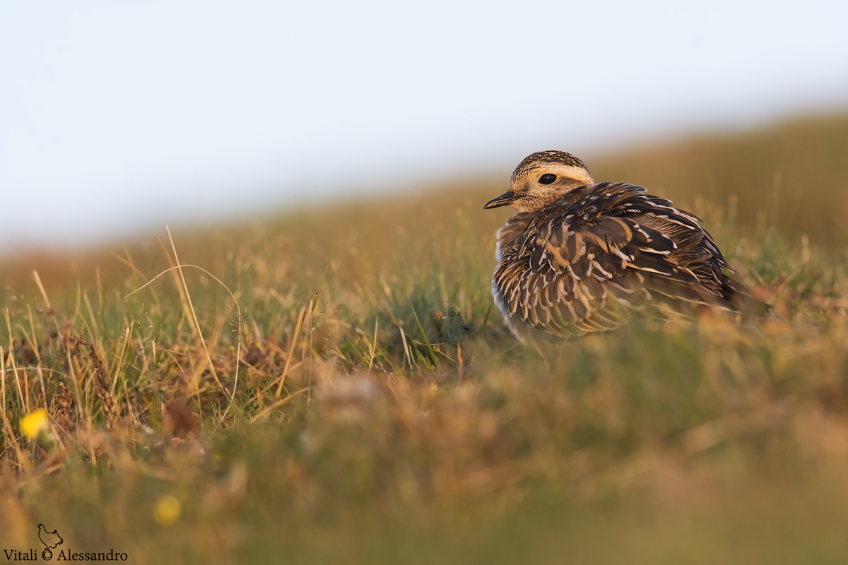 Piviere Dotterel
