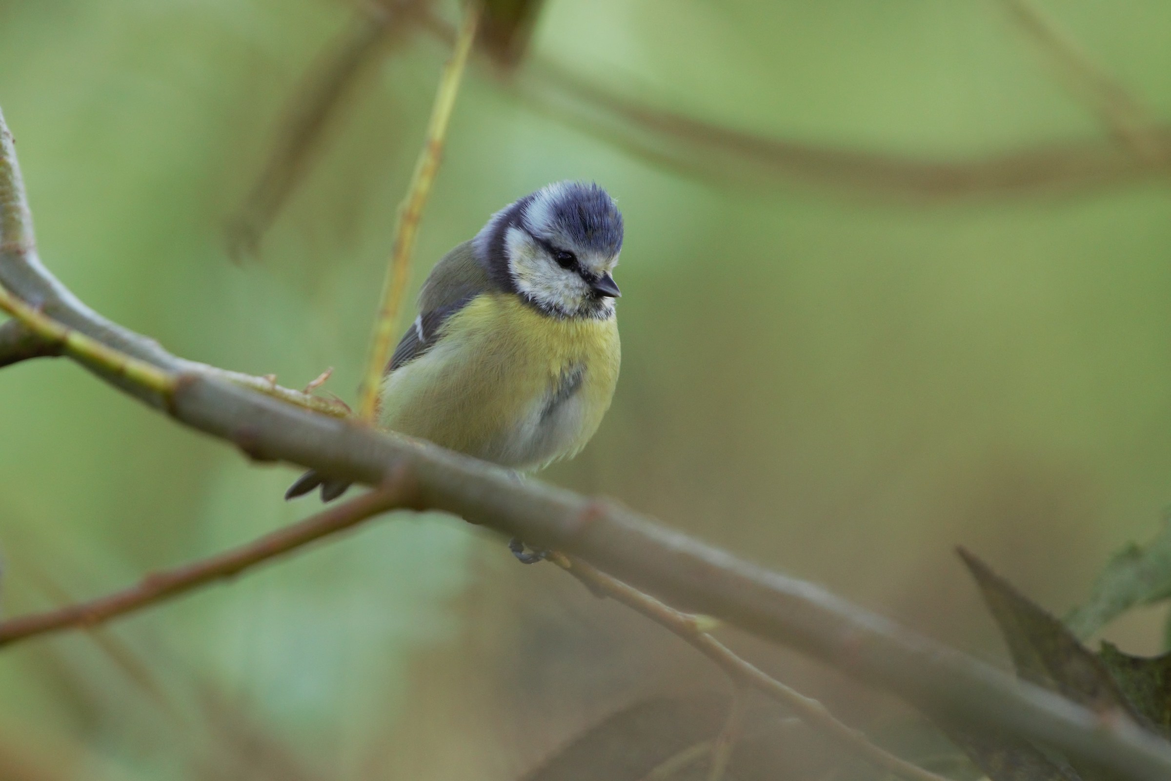 Tit blu (Cyanistes caeruleus)