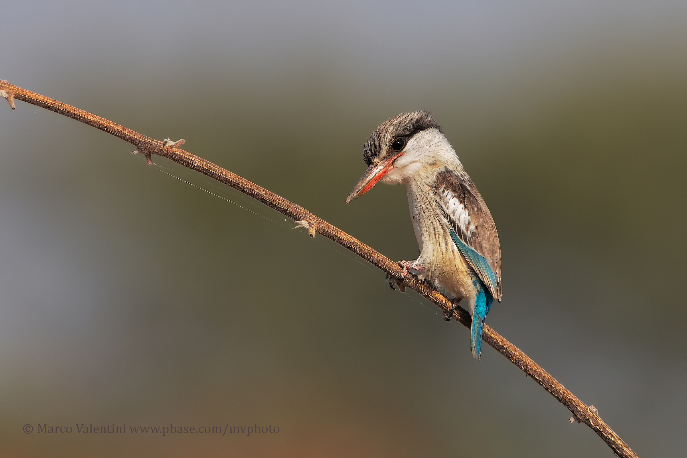 Striped Kingfisher