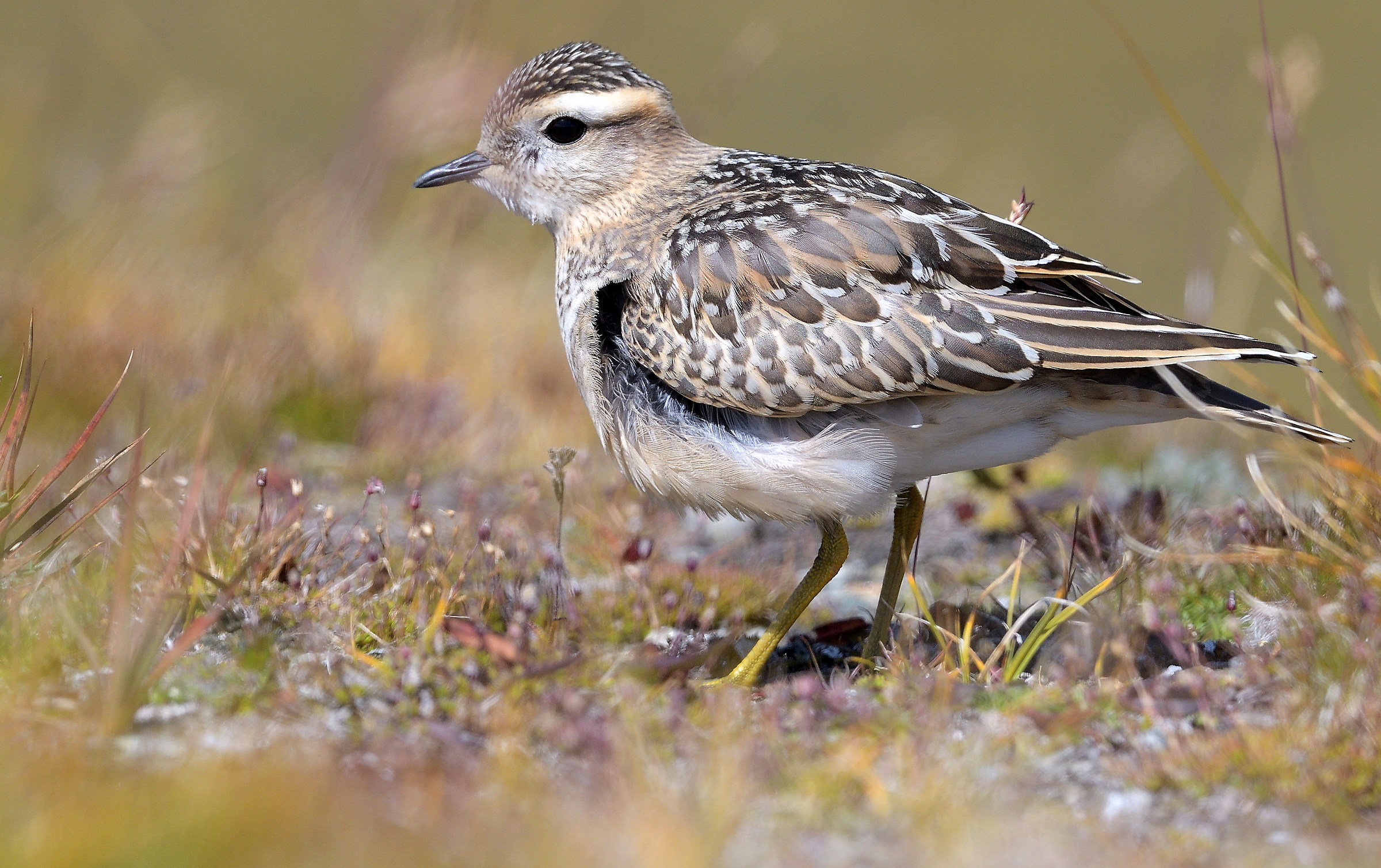 Baptismal Parish Dotterel