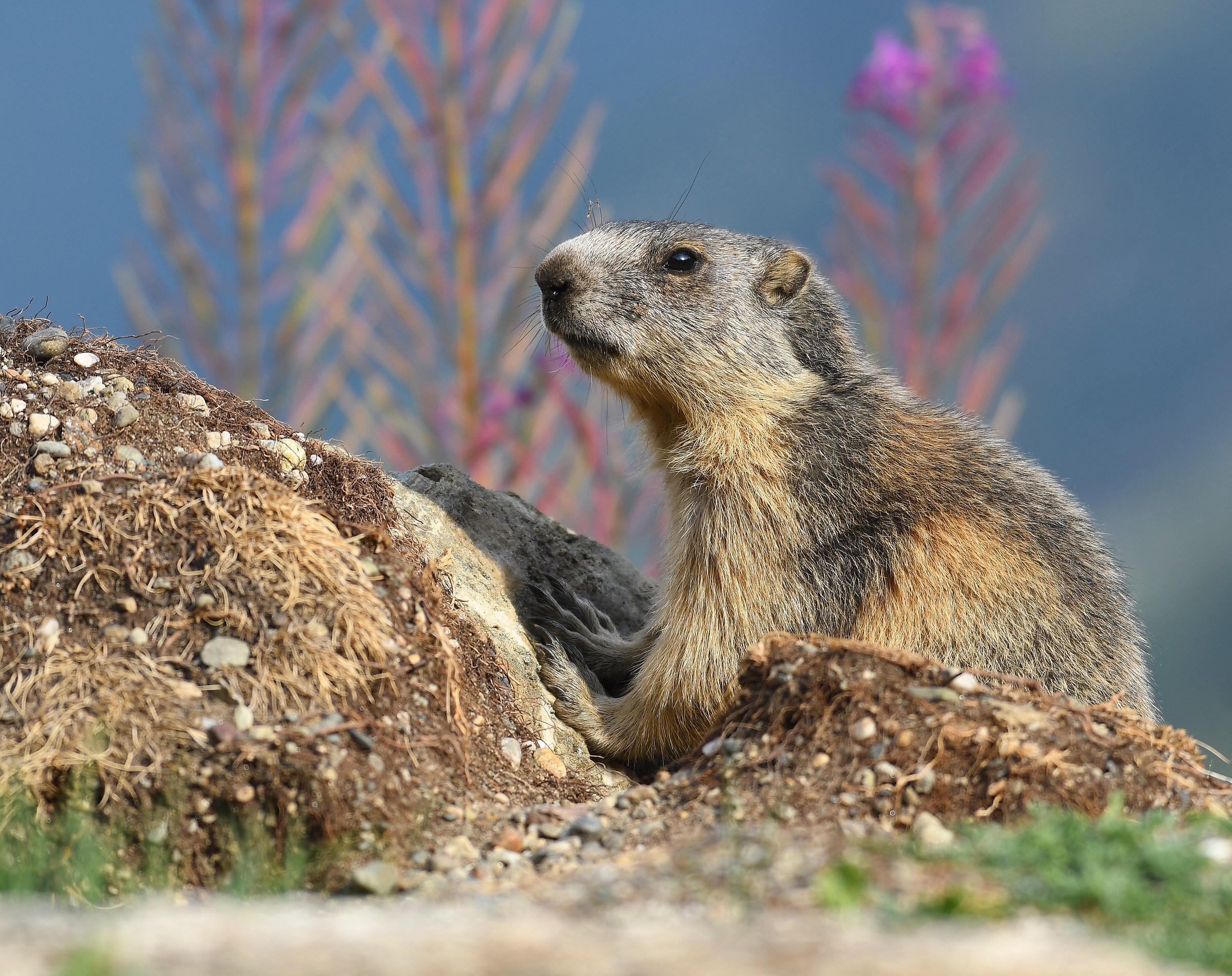 Alpine Marmot