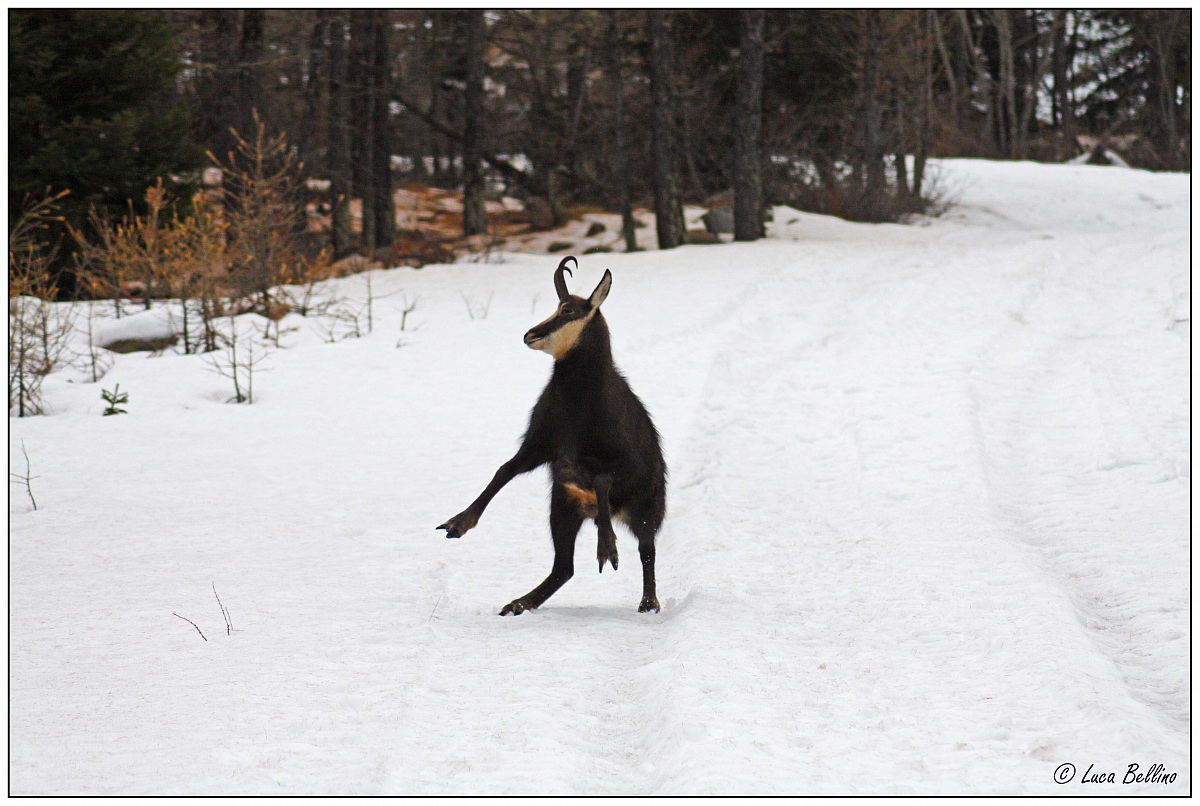 Giovane camoscio gioca!!
