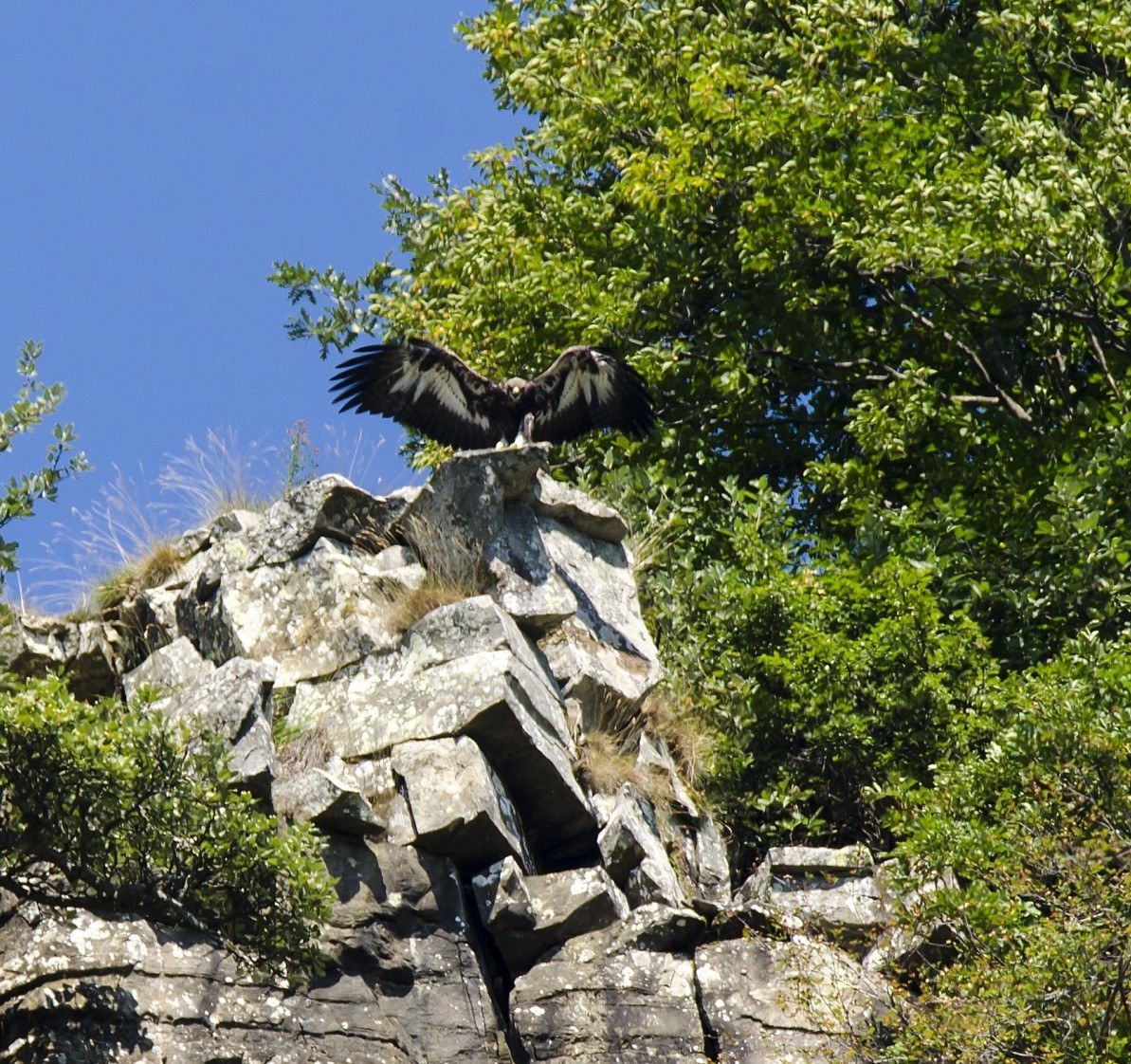 " Piccolo " di Aquila