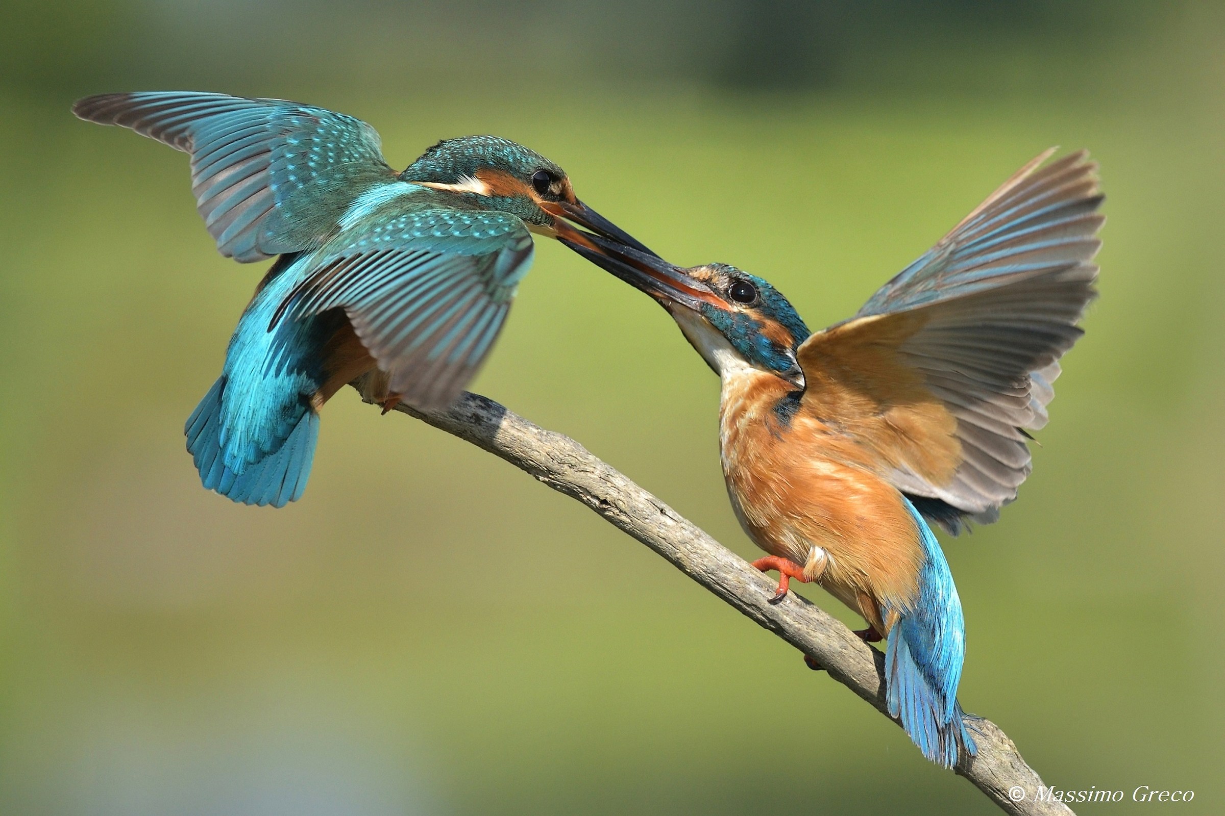 Martin pescatore - Discussione animata