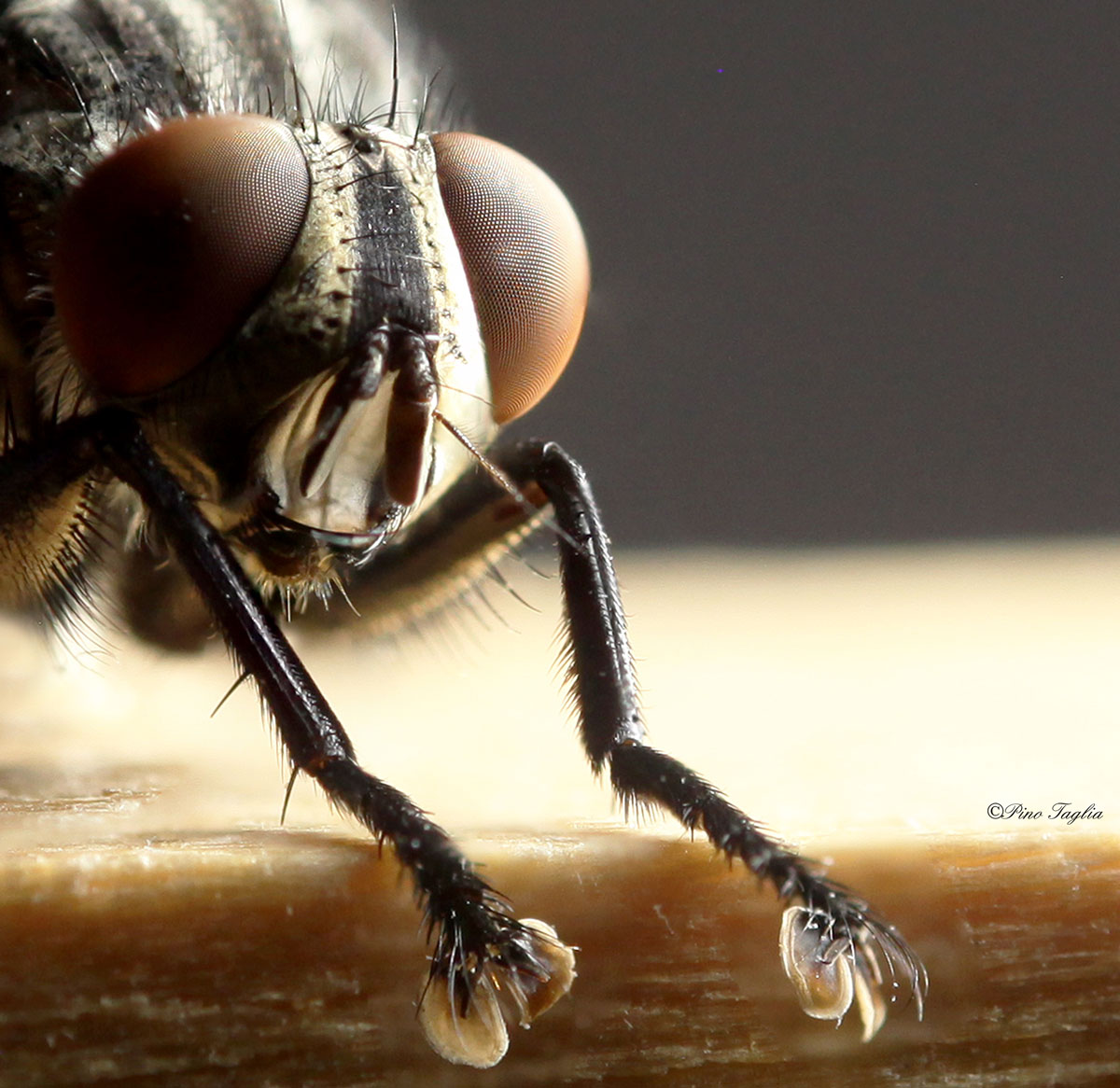 Sarcophaga (Bercaea) ,particolari