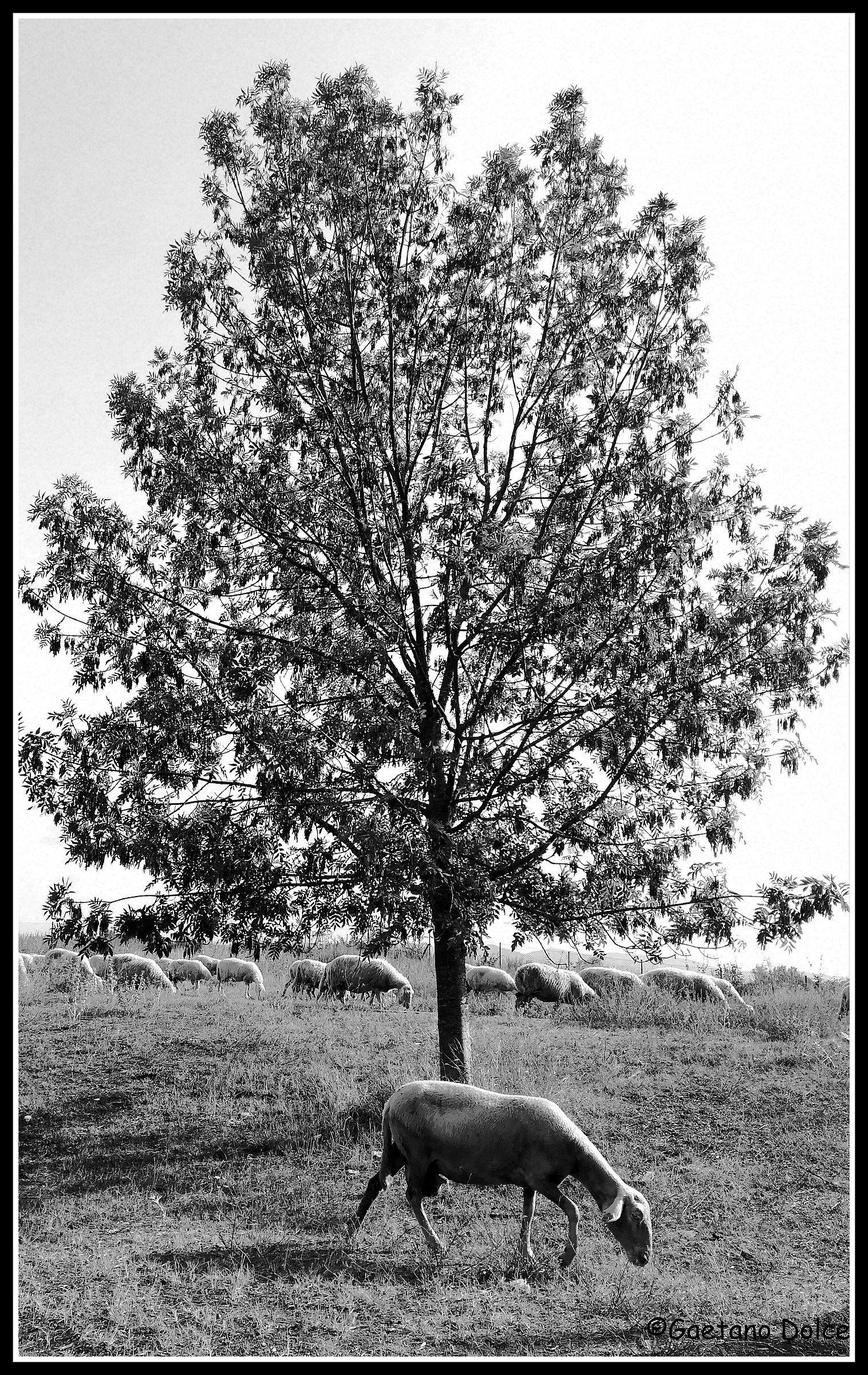 La pecorella smarrita