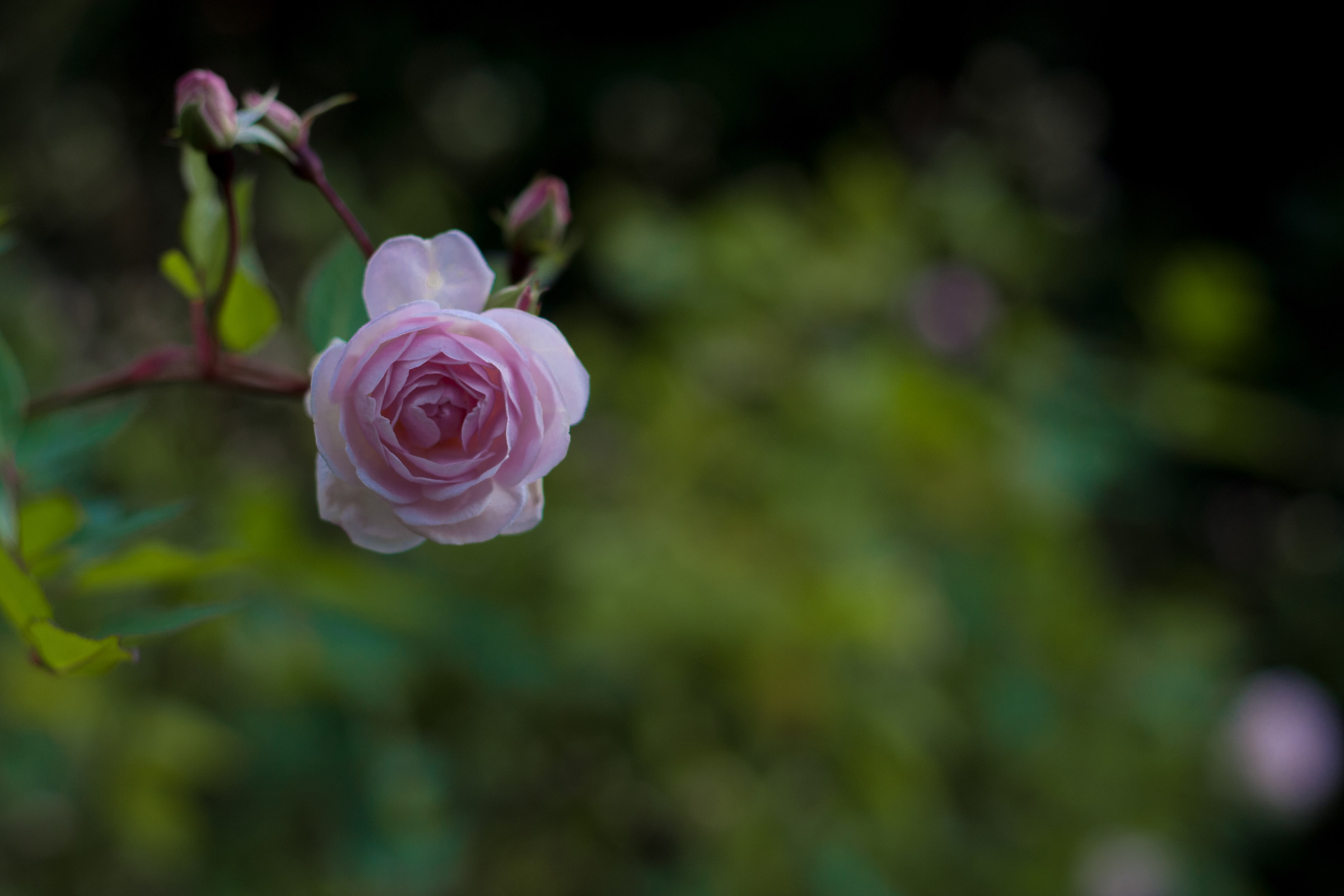 It's like chess, you know: The Queen saves the King