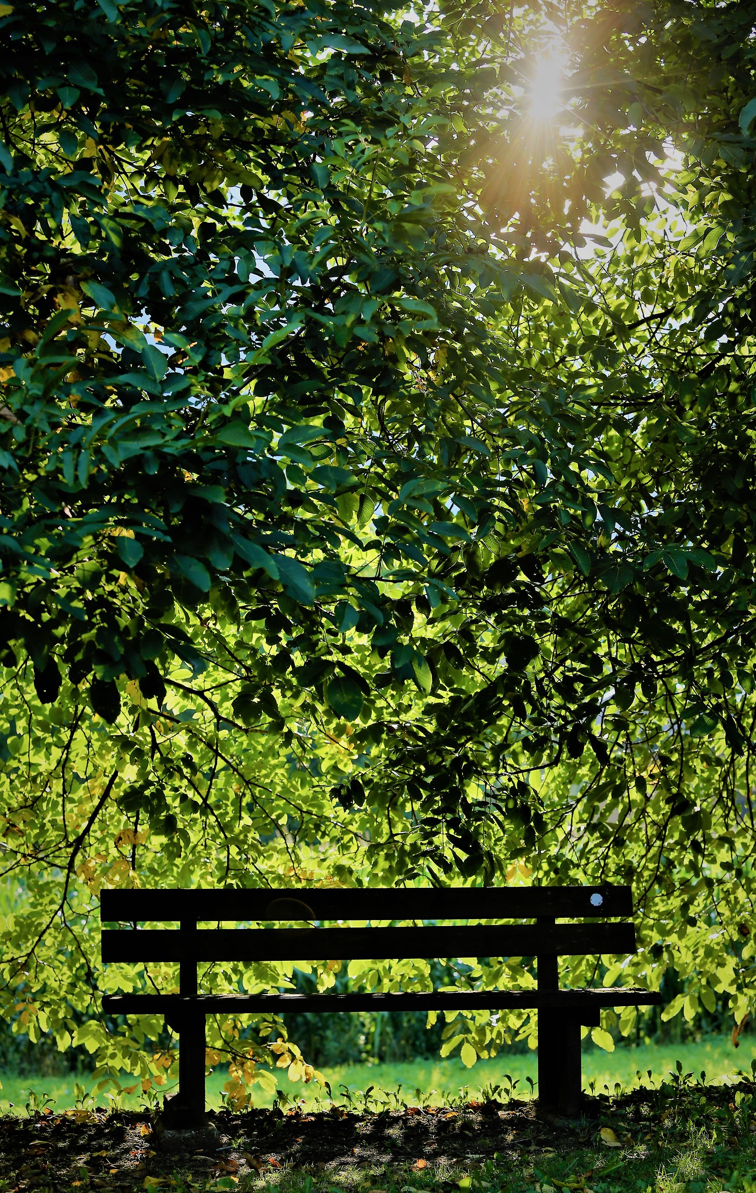 Reading room in the nature