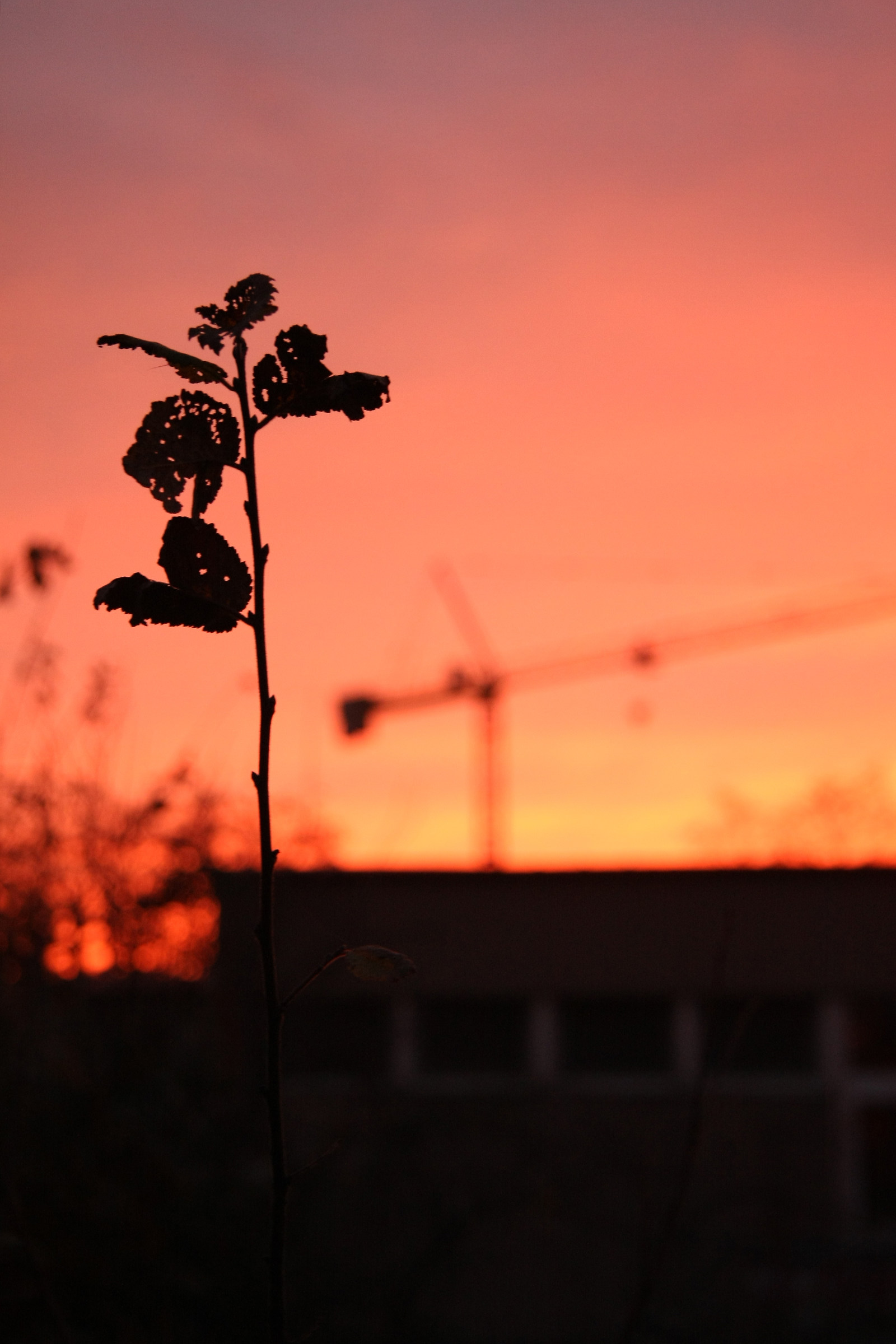 Taller than the Giants