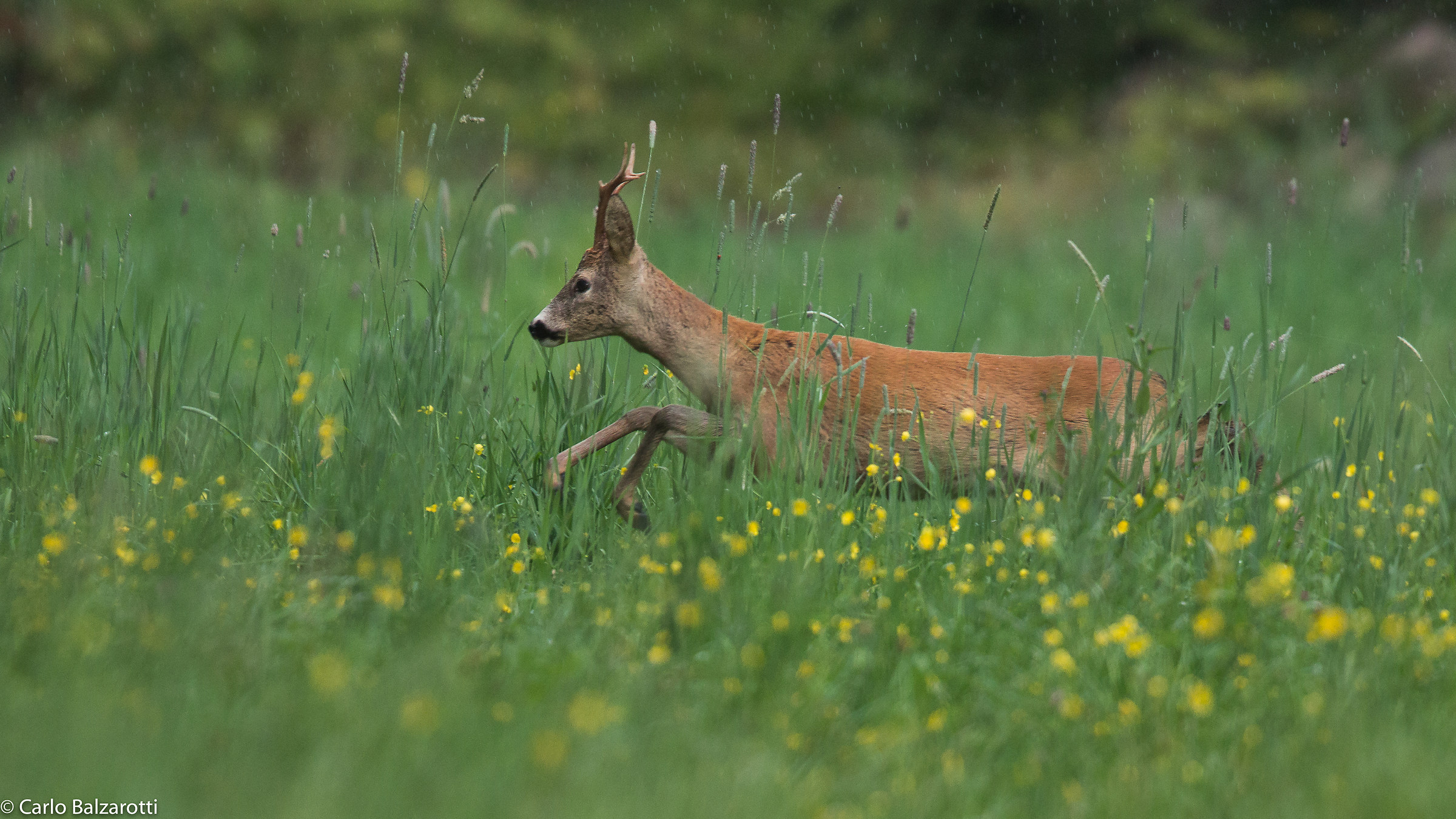 Escape between flowers