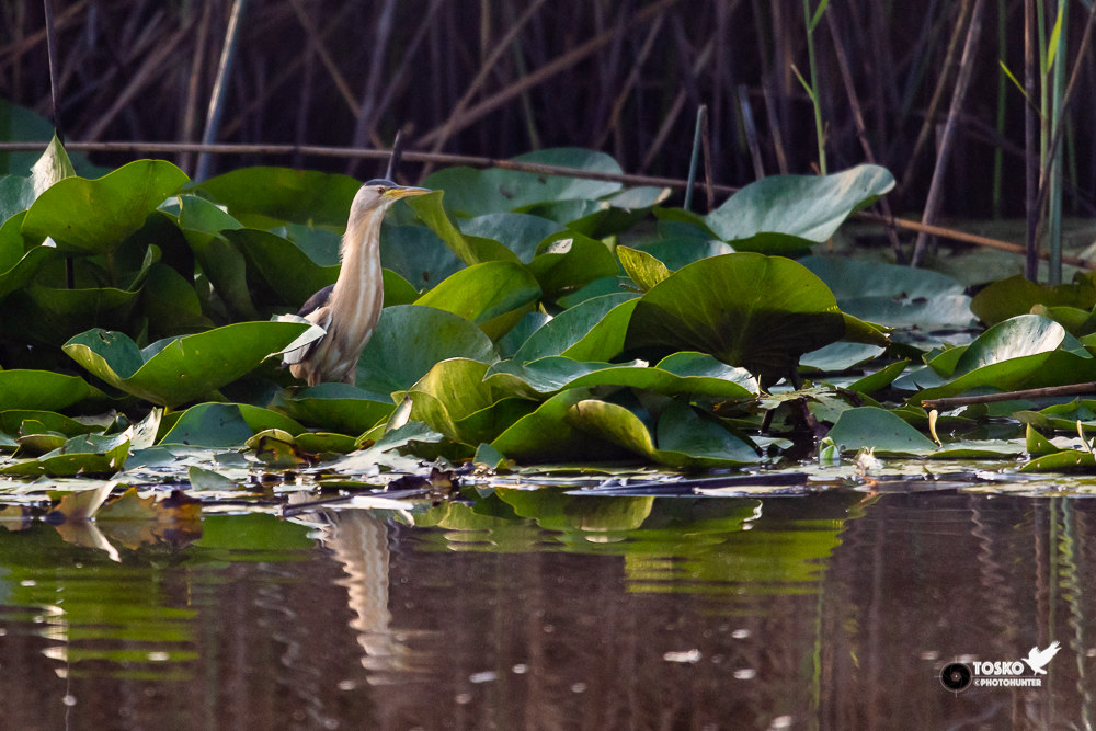 Male Bittern (Ixobrichus minutus)