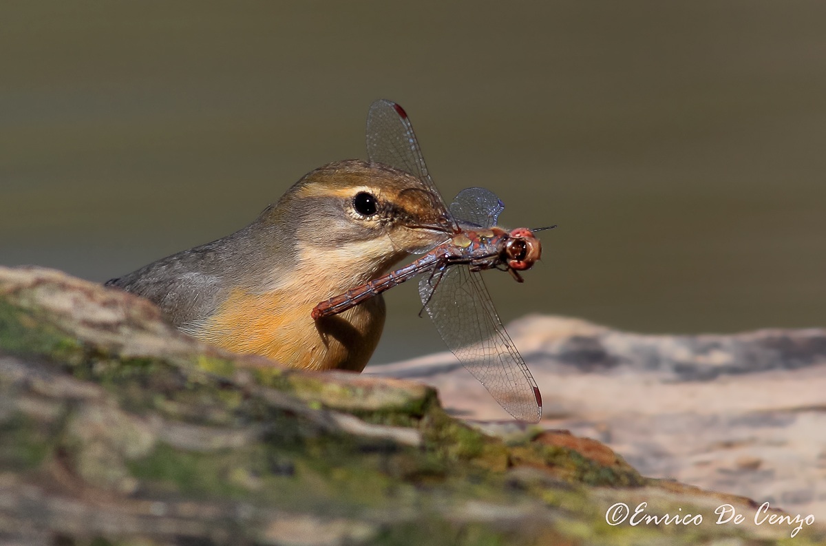 Wagtail elibellula